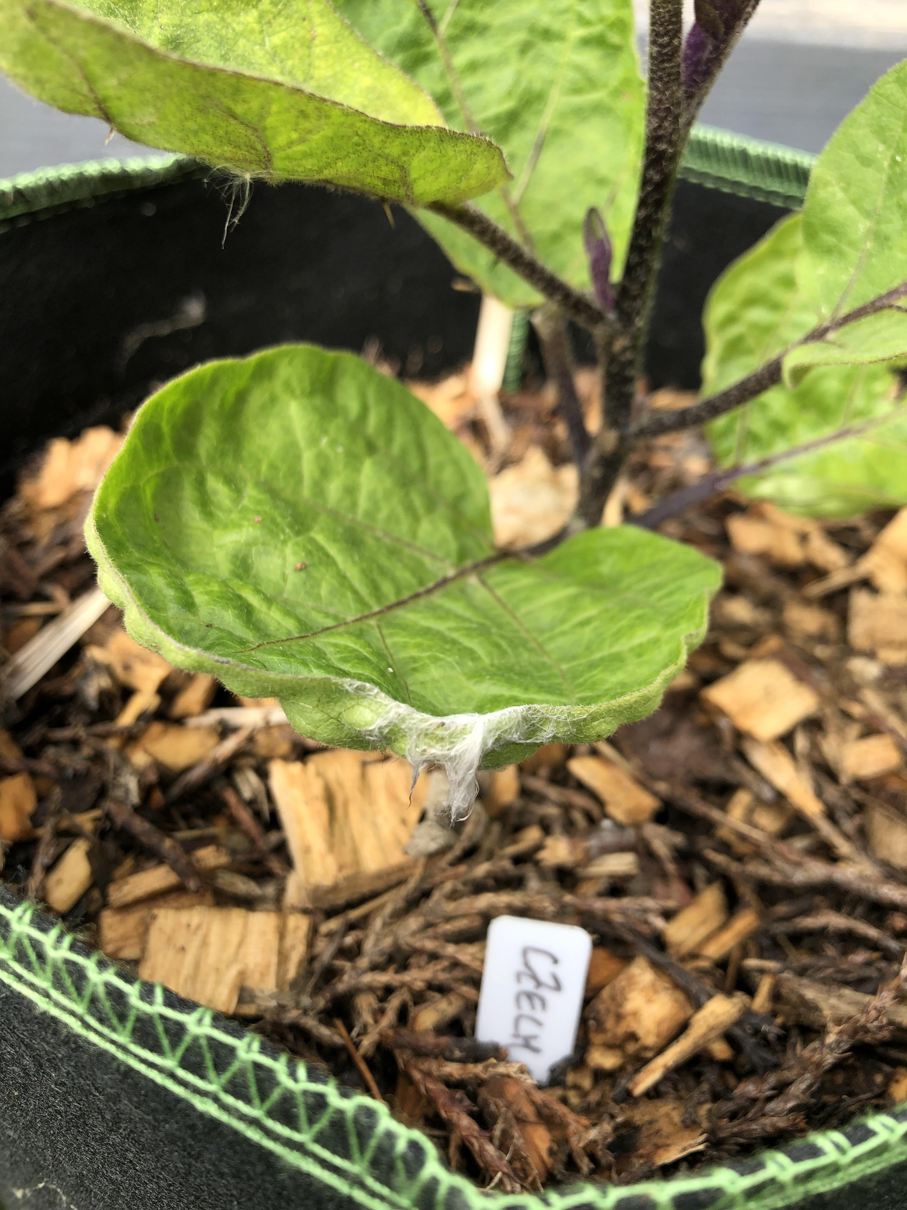 What’s this white thing on my aubergine leaf? r/gardening