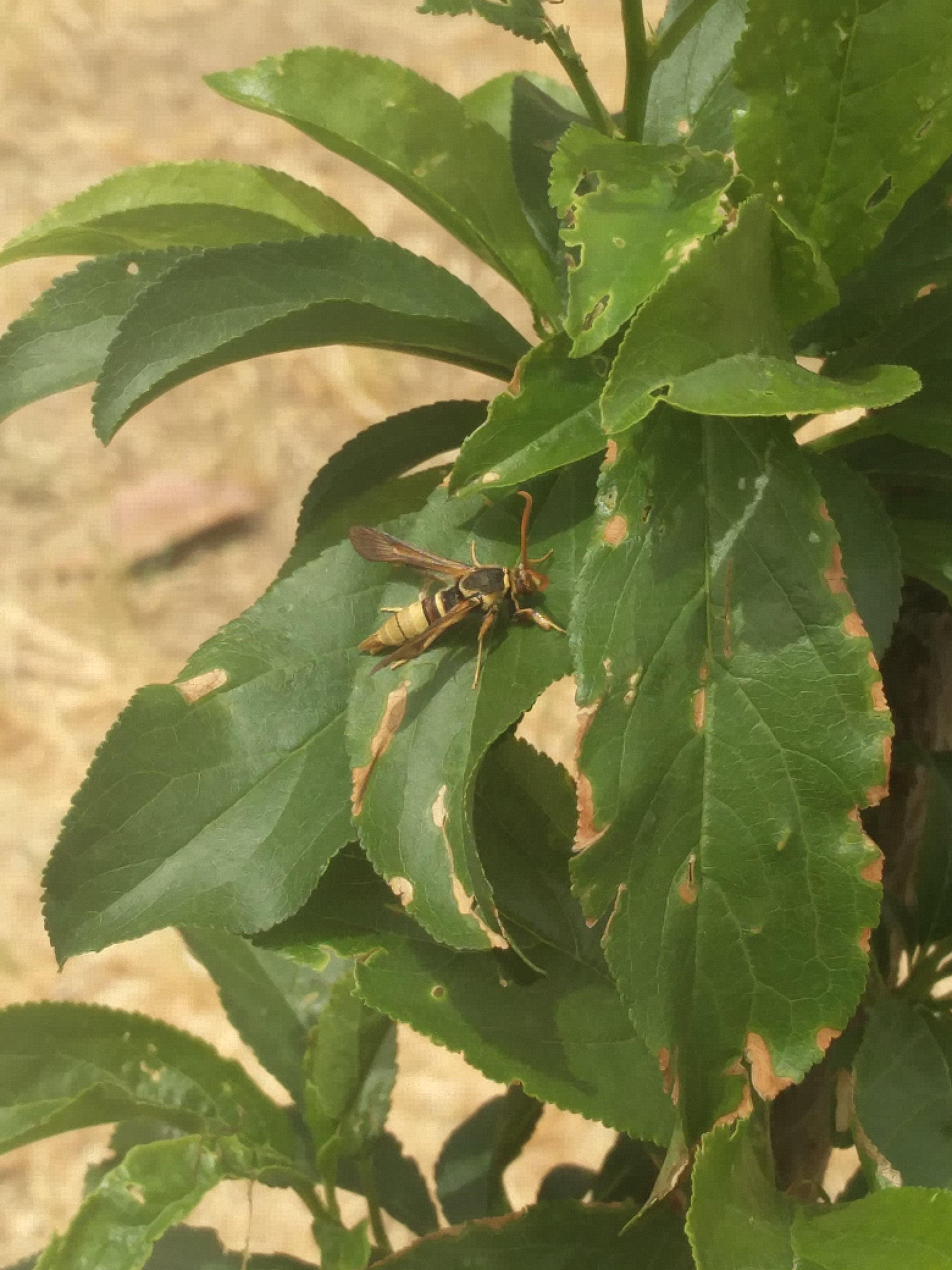 what kind of bug is this? Eating my fruit tree. r/gardening