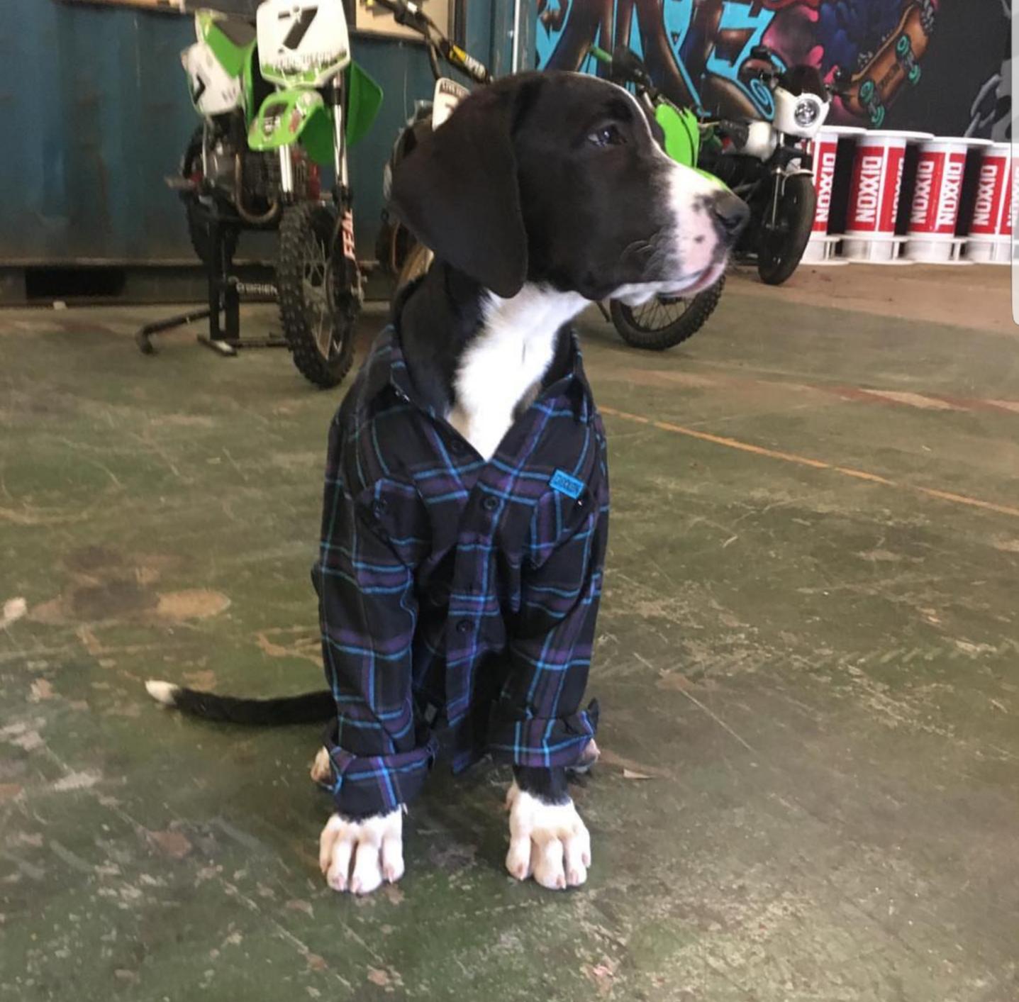 He's so proud of his new flannel! r/dogpictures