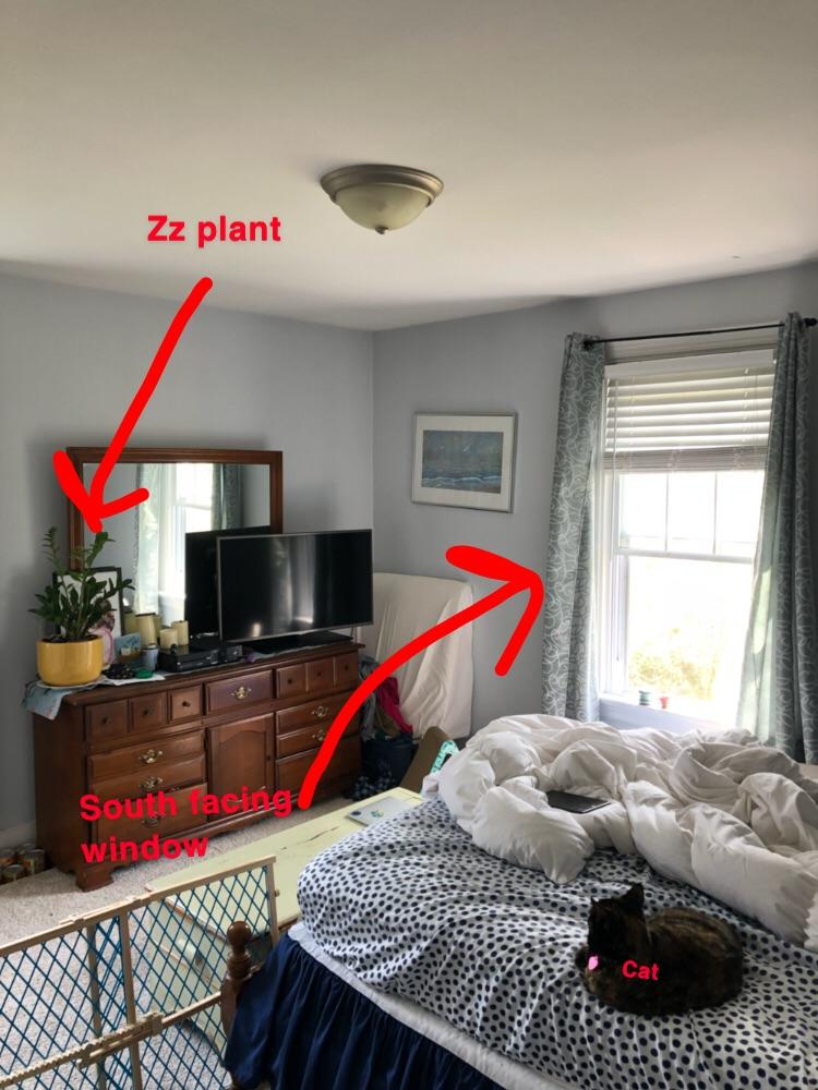 Good placement for zz plant? Need this thing to grow r/houseplants
