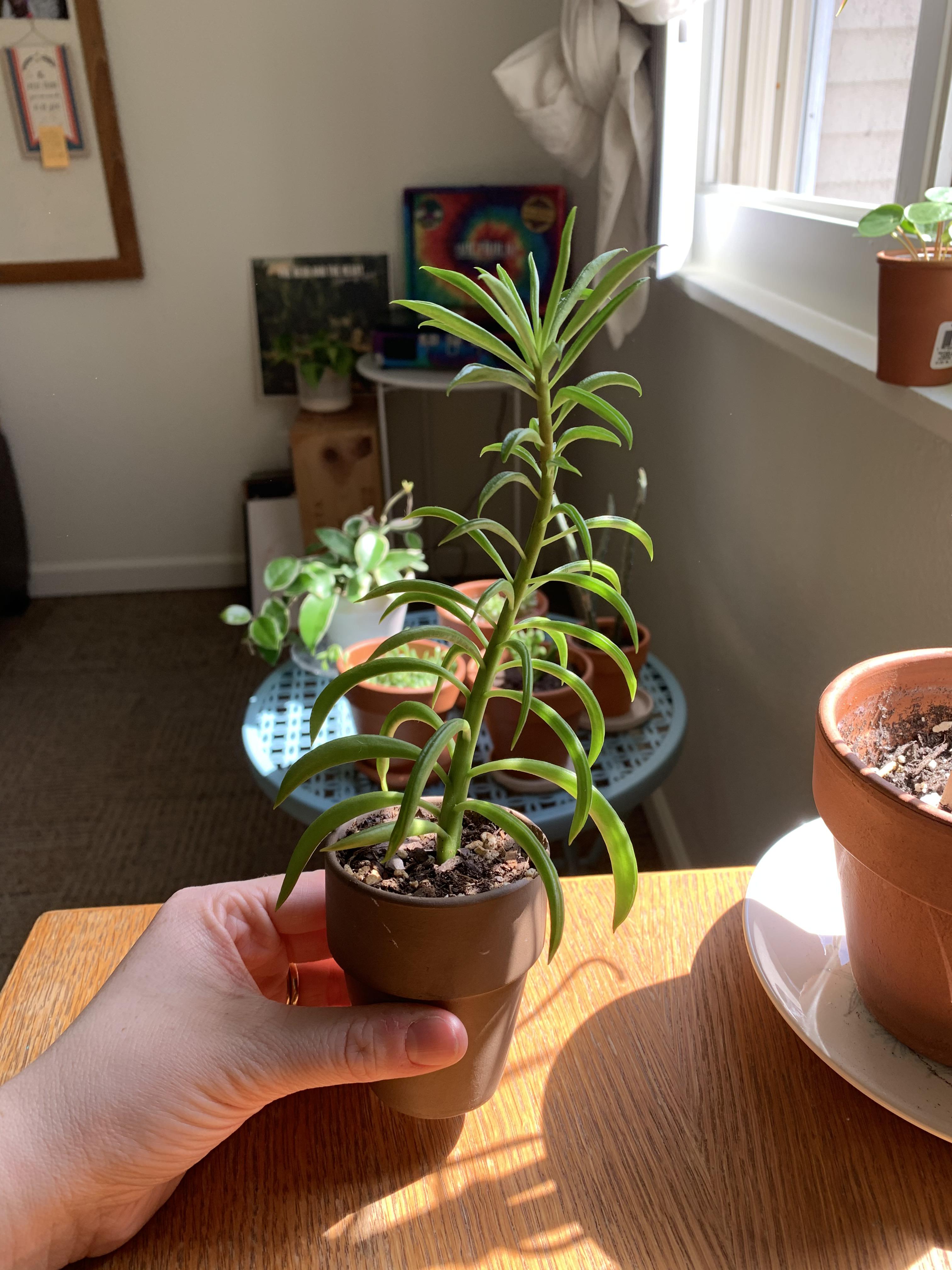 Looking for of what to do with this guy. He’s getting a