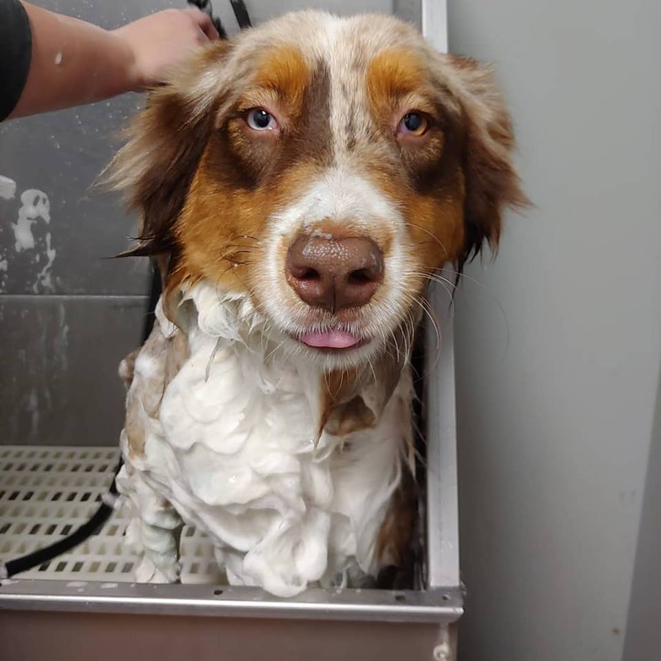 Do Groomers Give Dogs Sedatives