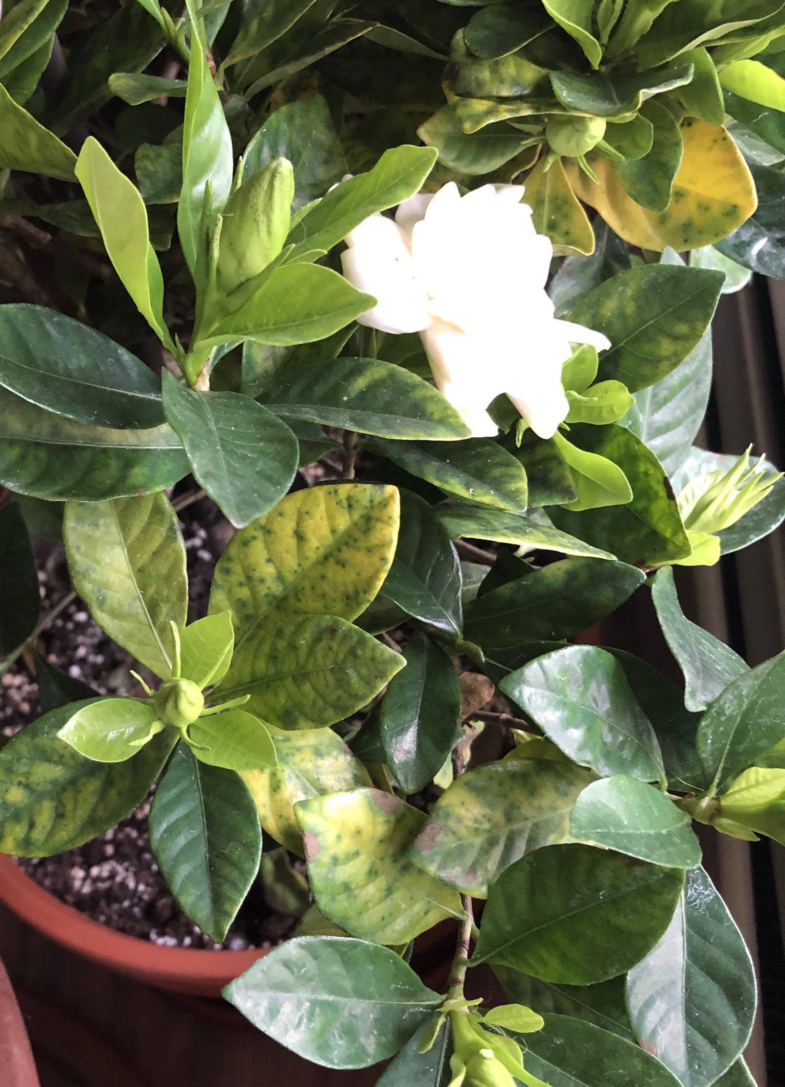 My mom’s gardenia has been turning yellow and dropping leaves since she