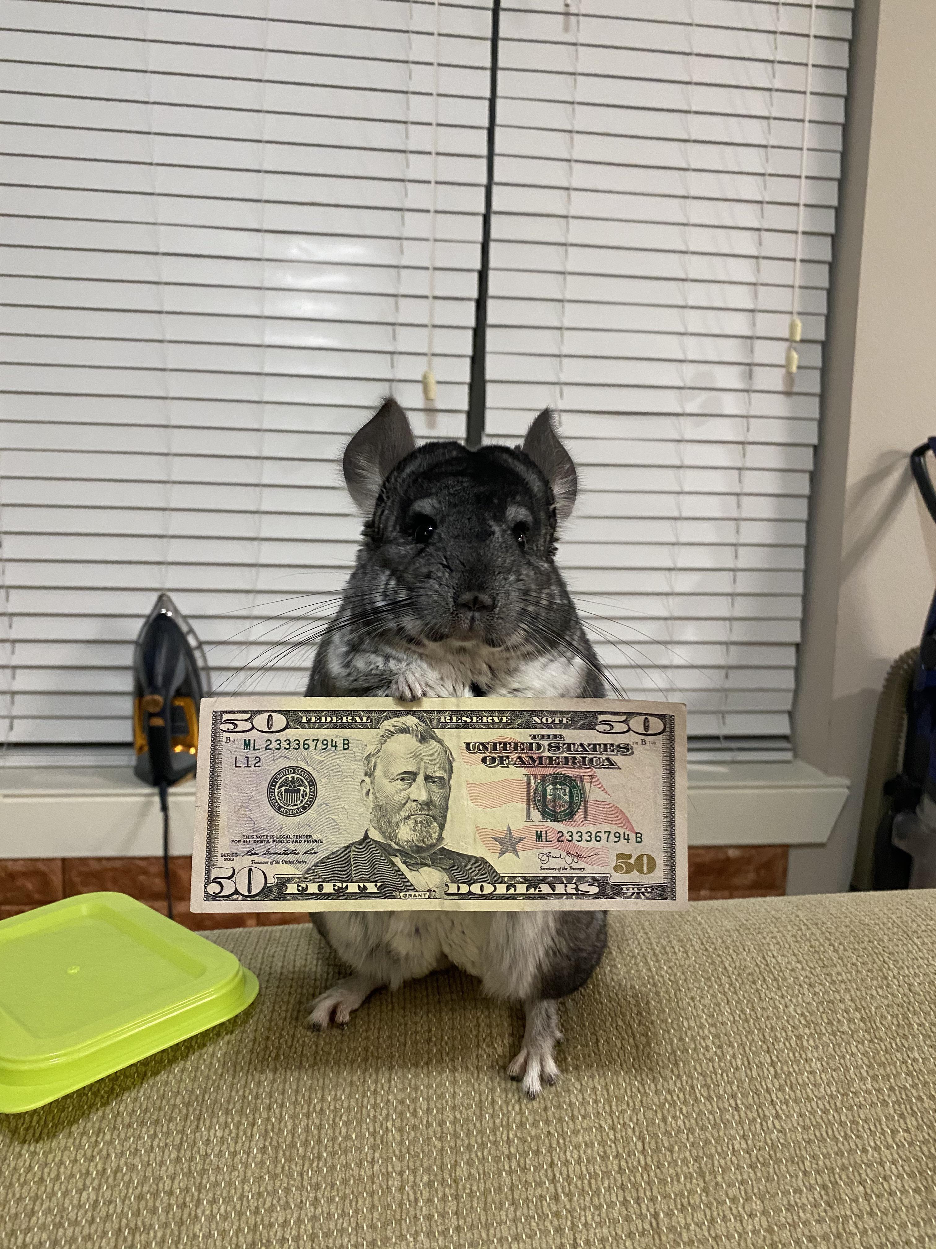 Can you buy raisins? 🐭 chinchilla