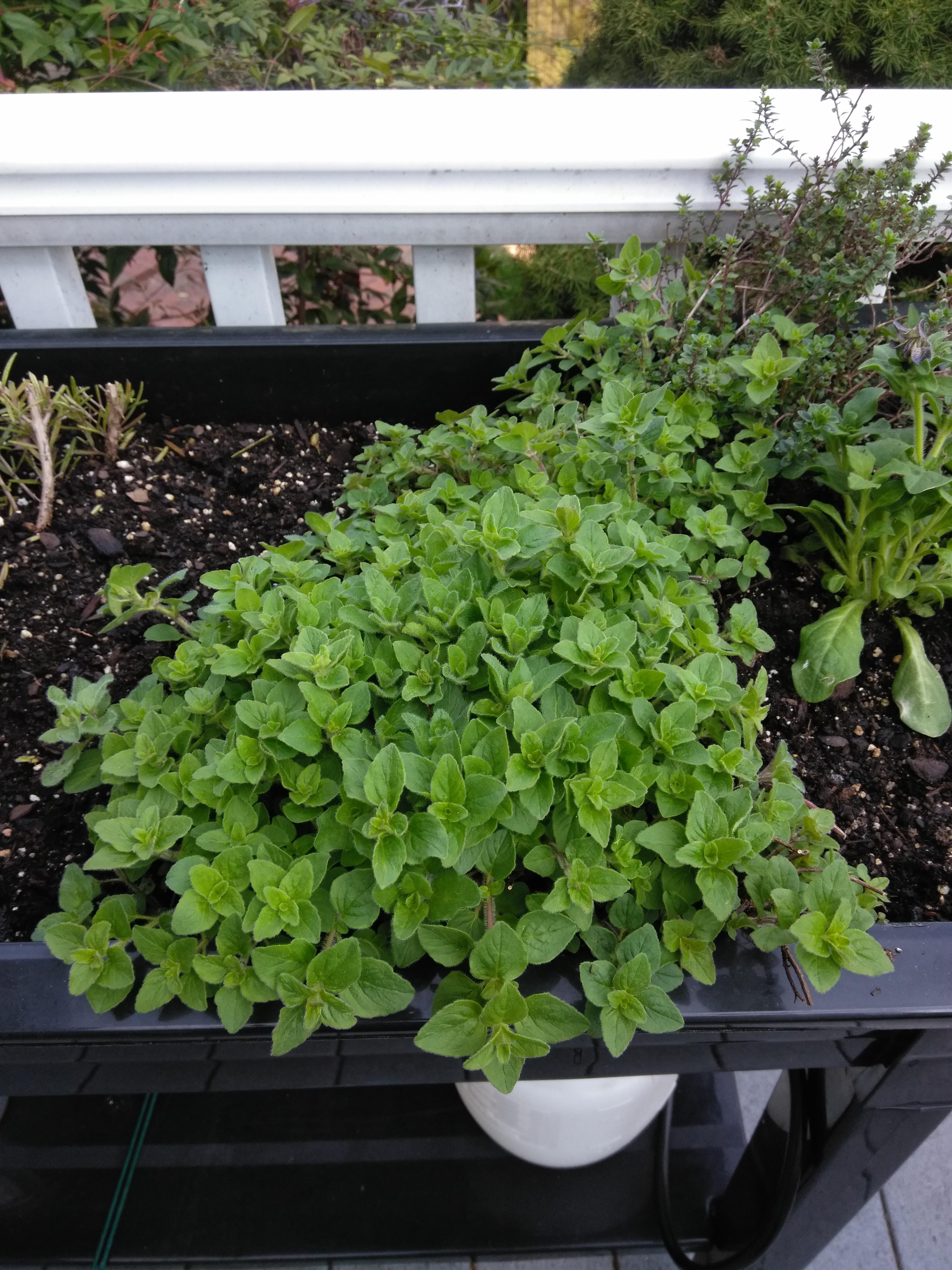 Oregano looking and smelling amazing. Plants are keeping me sane these