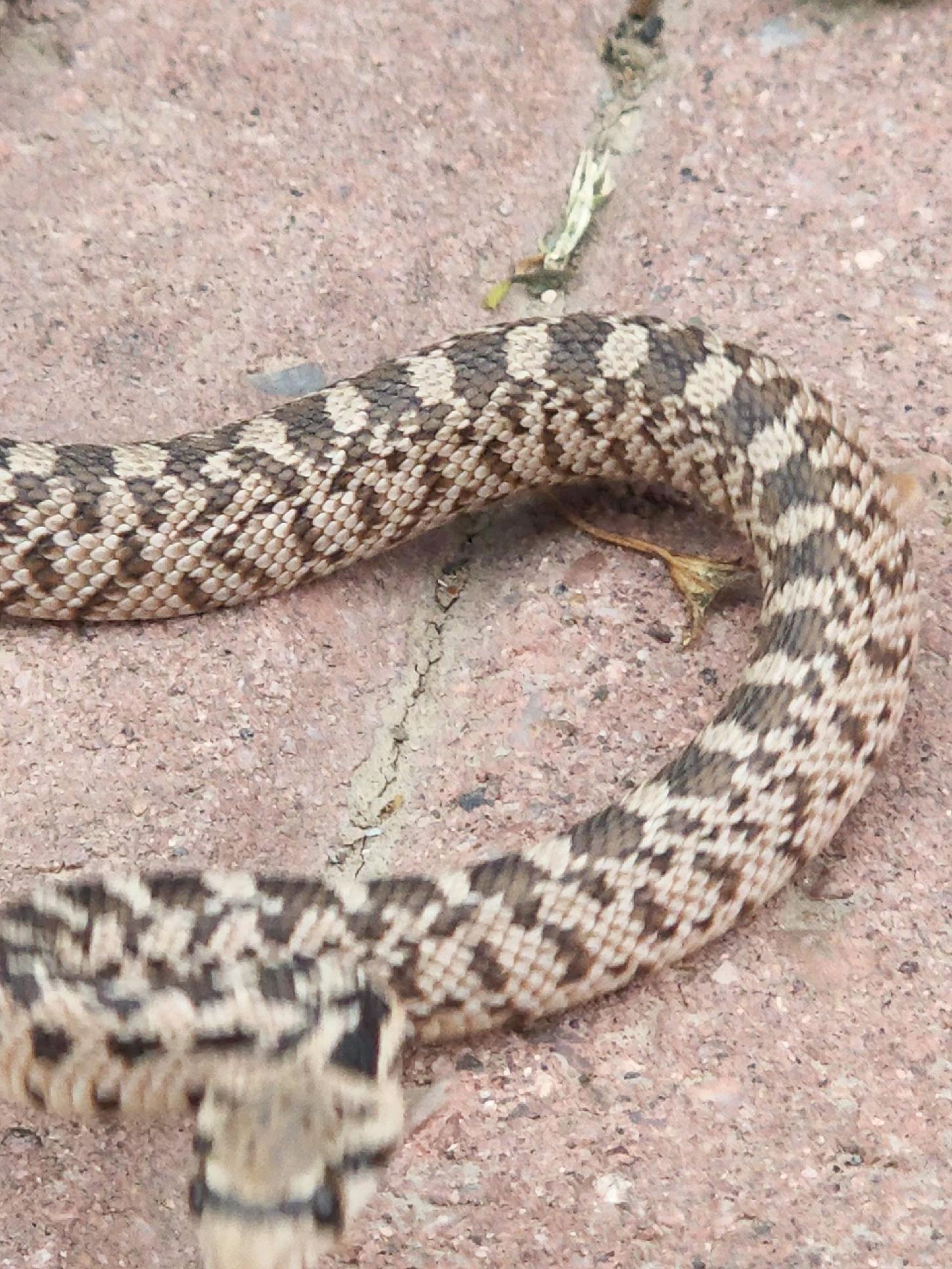 Anyone know what this is? Southern Idaho (sorry for bad pic) r/snakes