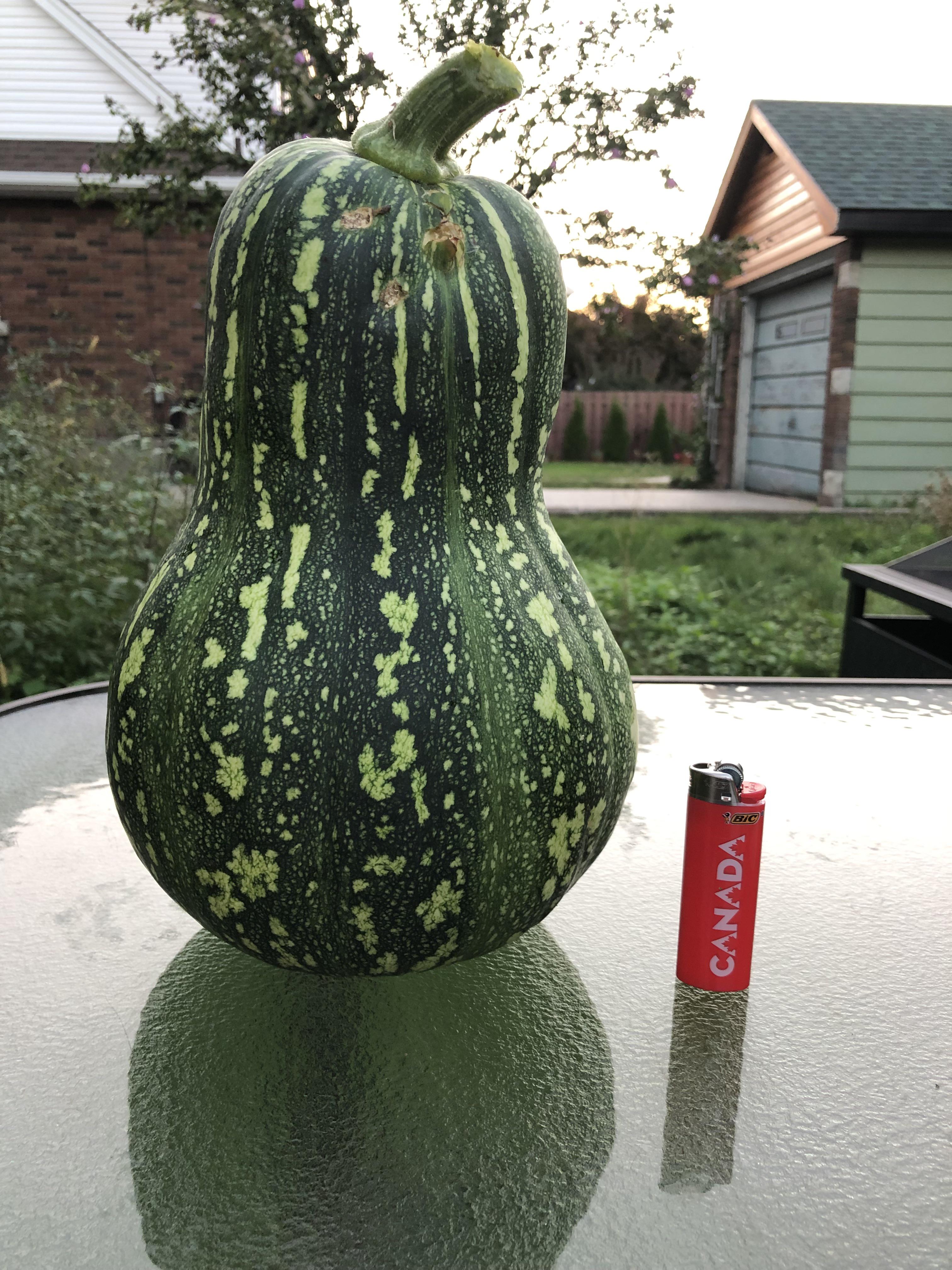 Anyone know what kind of squash/melon this is??? r/gardening