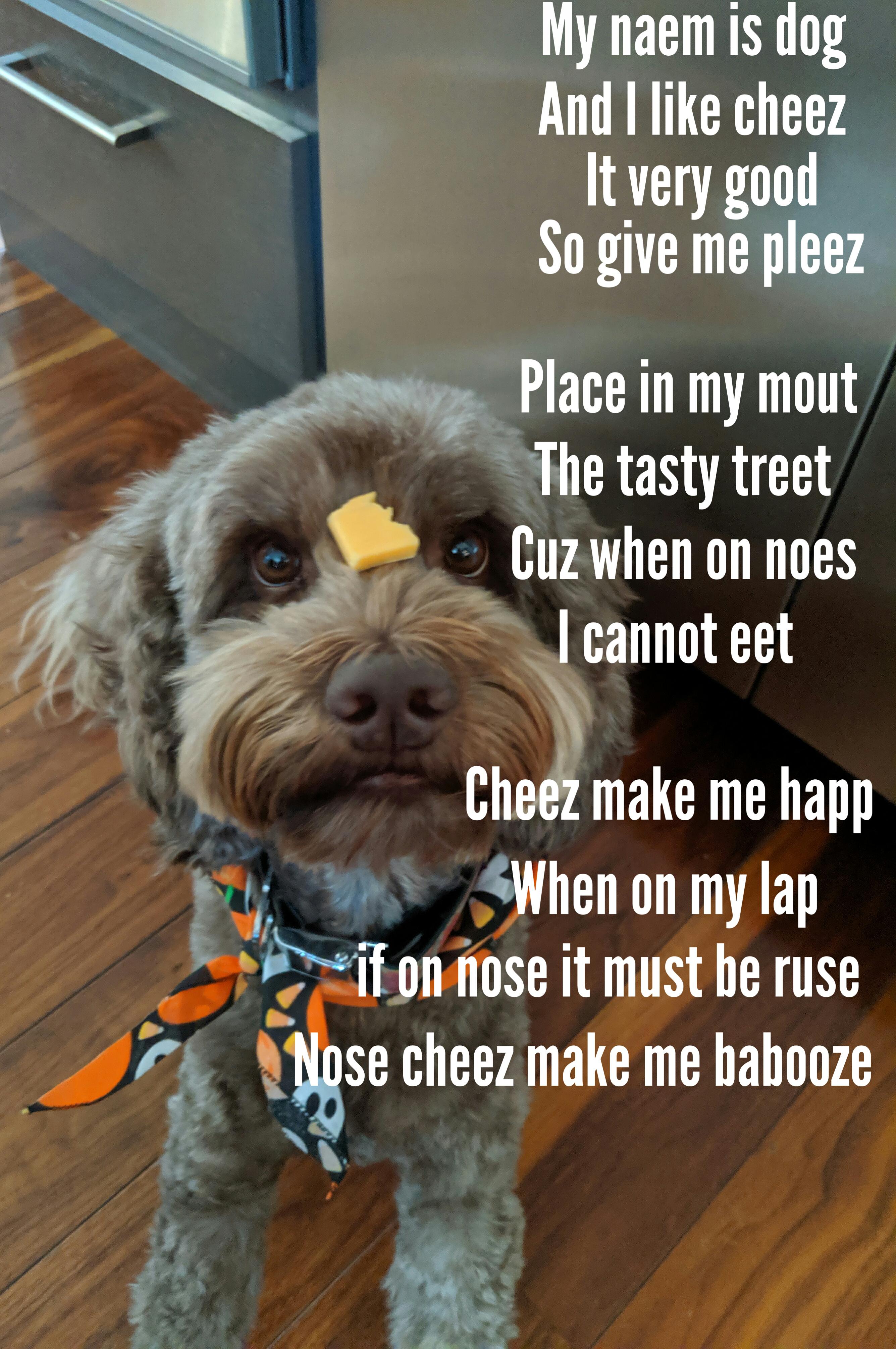 Is Cheese Good For My Dog
