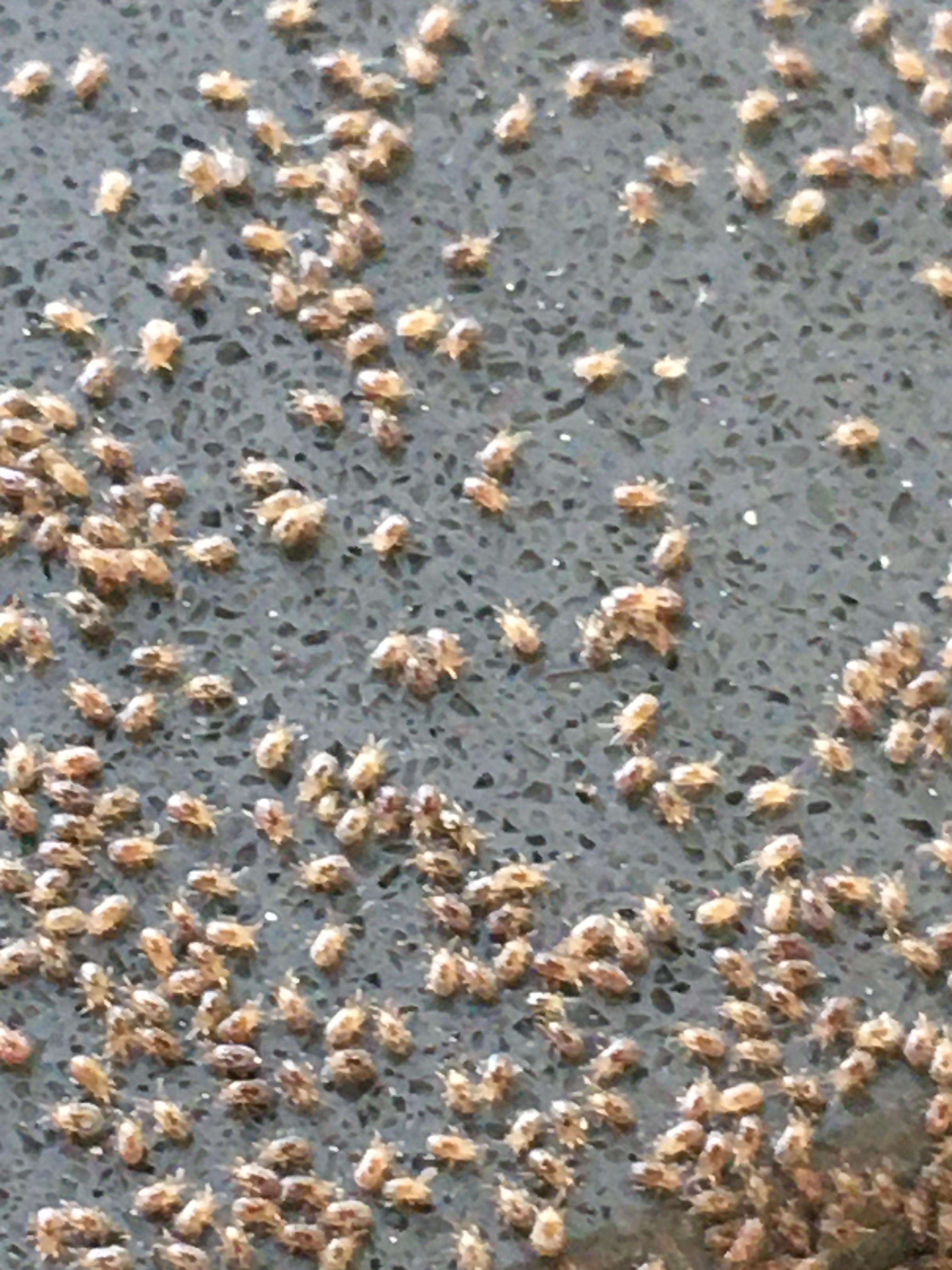 Tiny bugs found in San Francisco Bay Area. Half a mm, they get into
