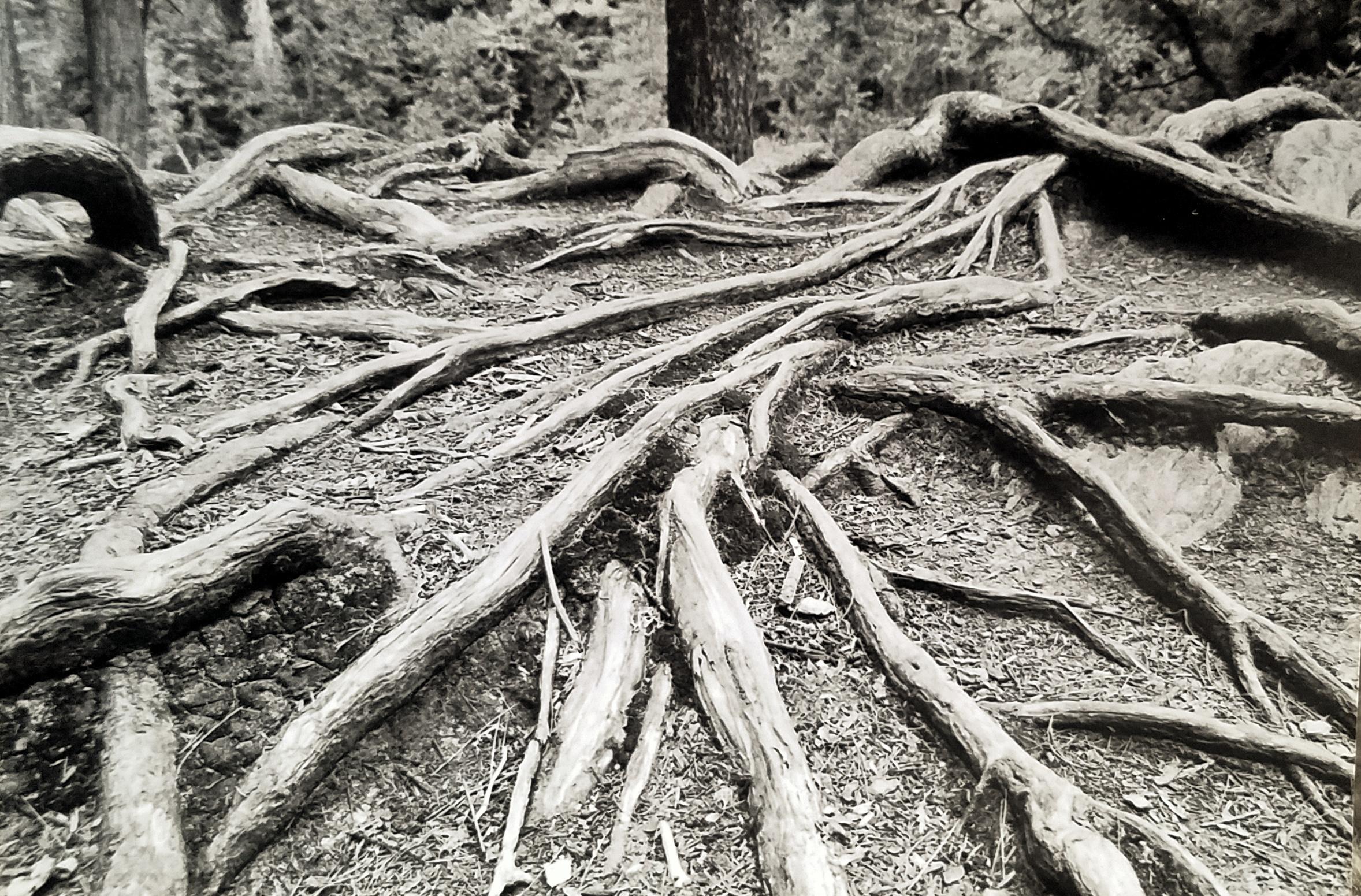 Sprawling roots alongside the Dead River, Maine. r/mildlyinteresting