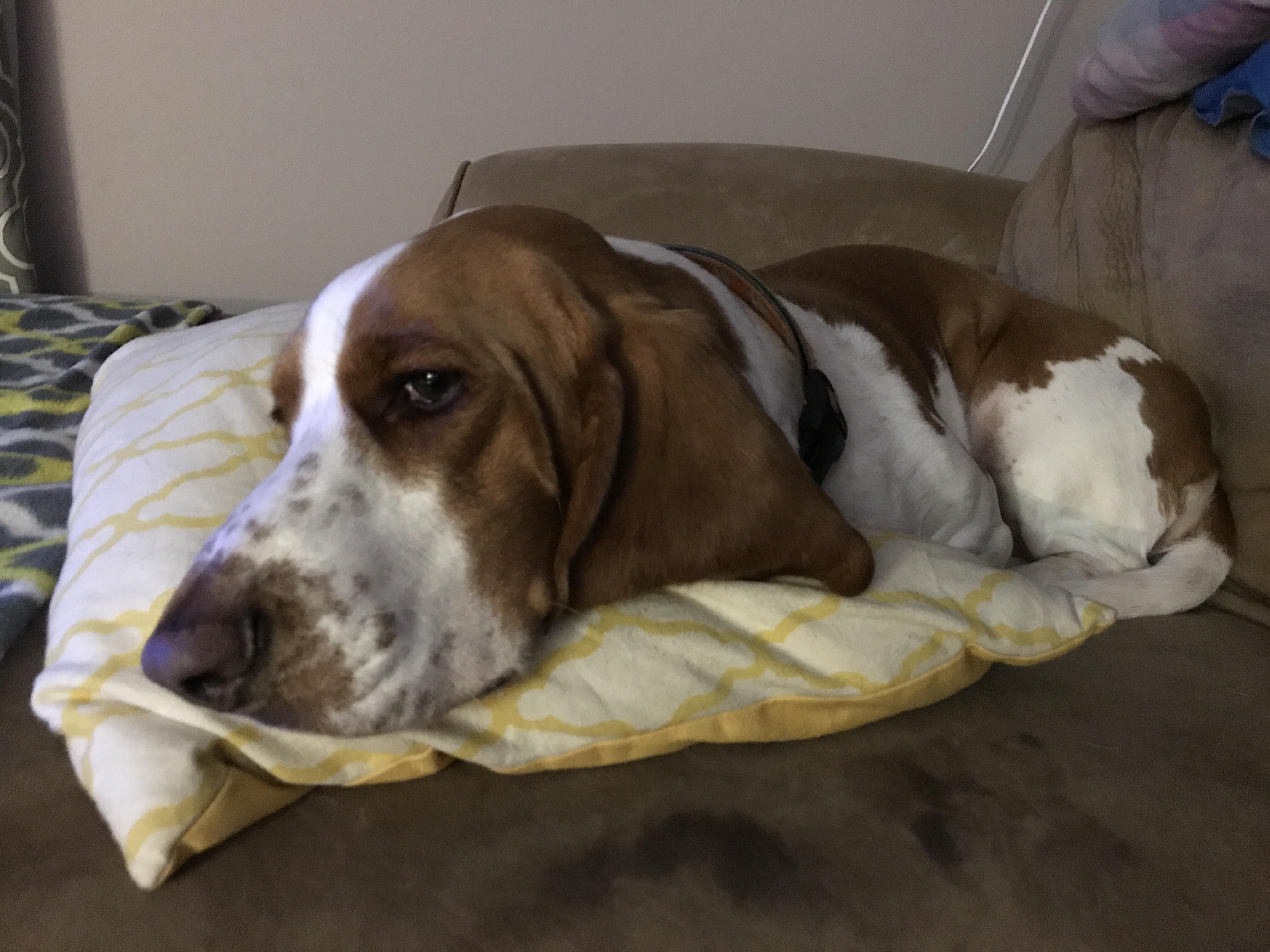 Our vet told us dogs prefer to sleep on hard surfaces. I think