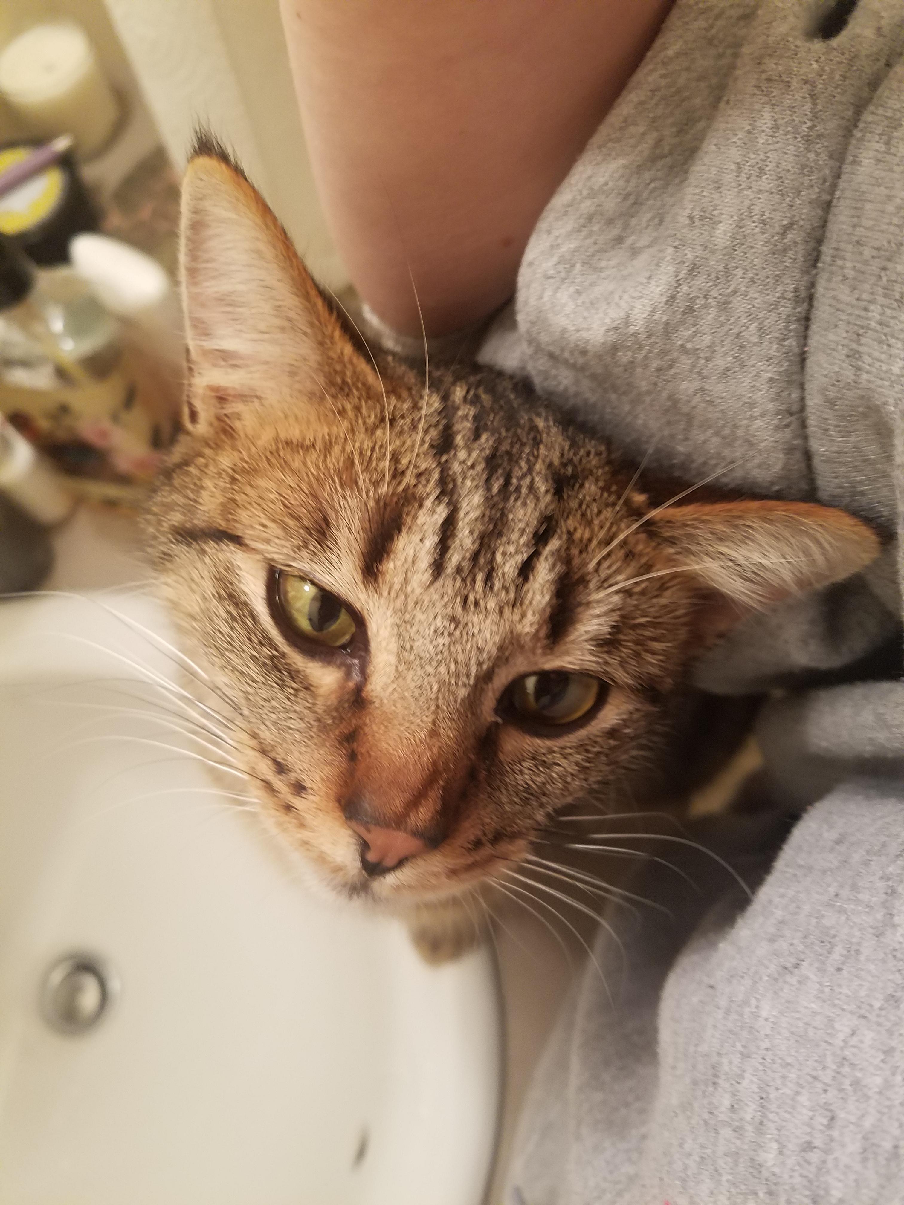 Every morning while I brush my teeth, she rubs her head on my elbow