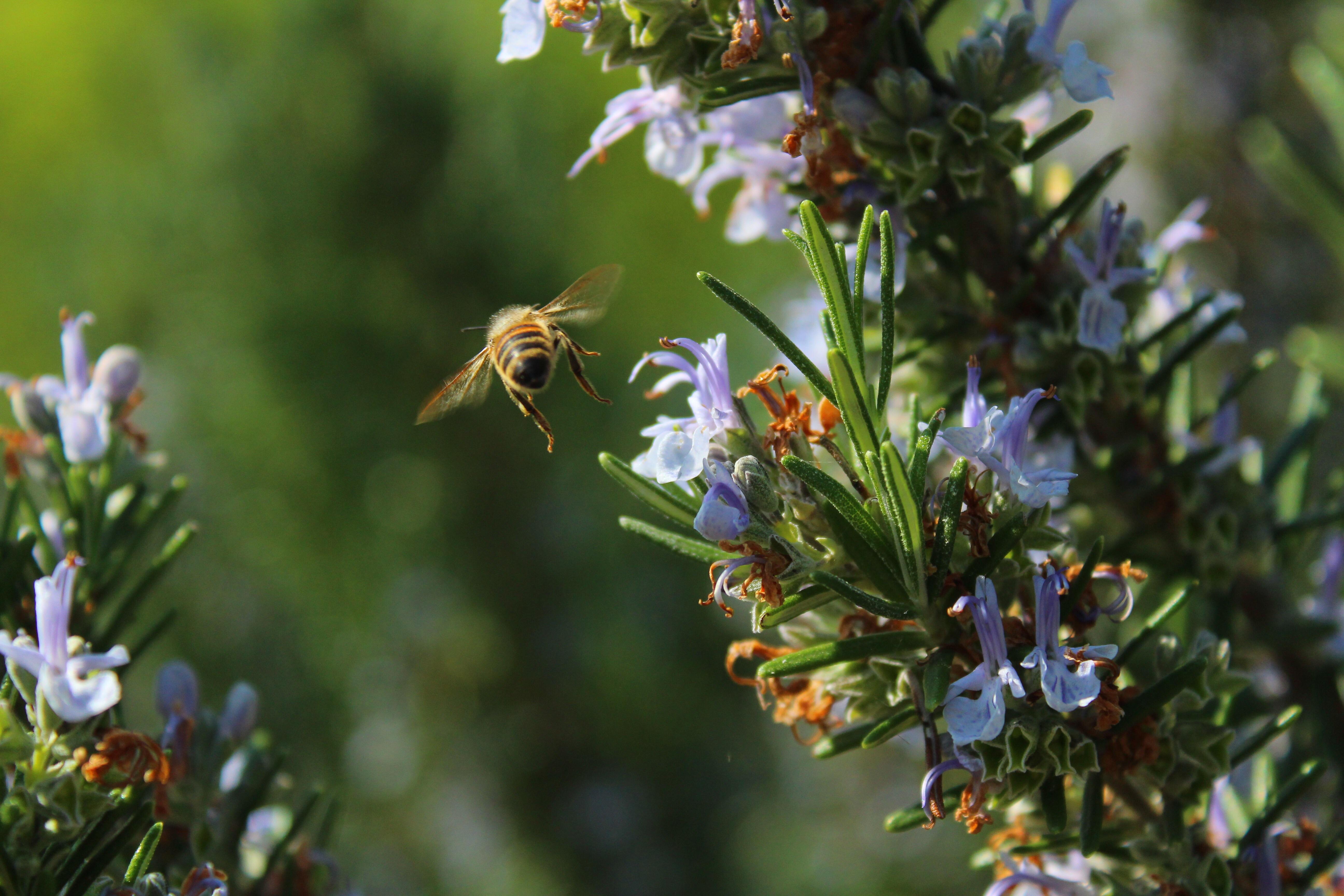 Rosemary flowers in bloom r/Beekeeping