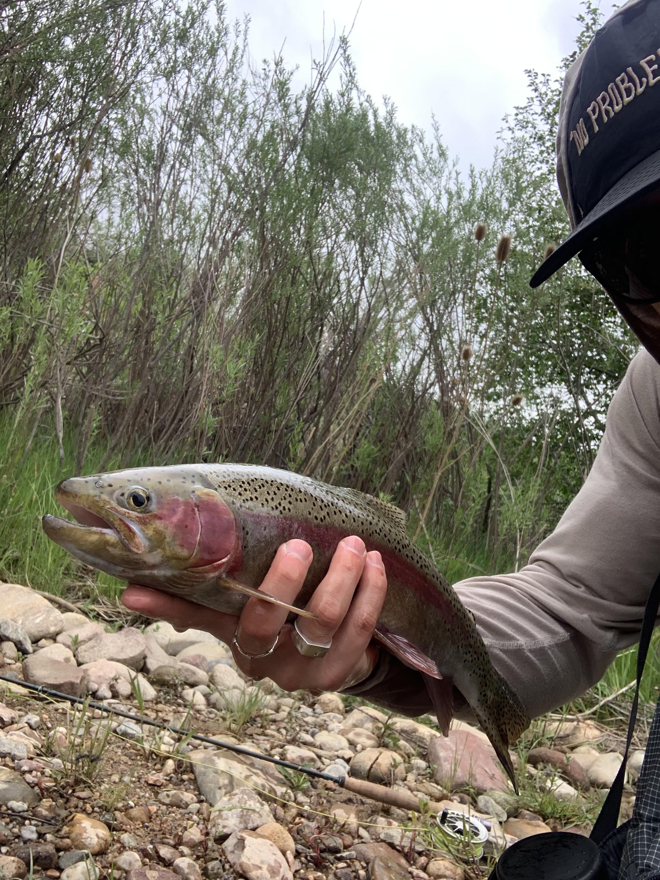 Keeping it local, Boulder CO. r/flyfishing