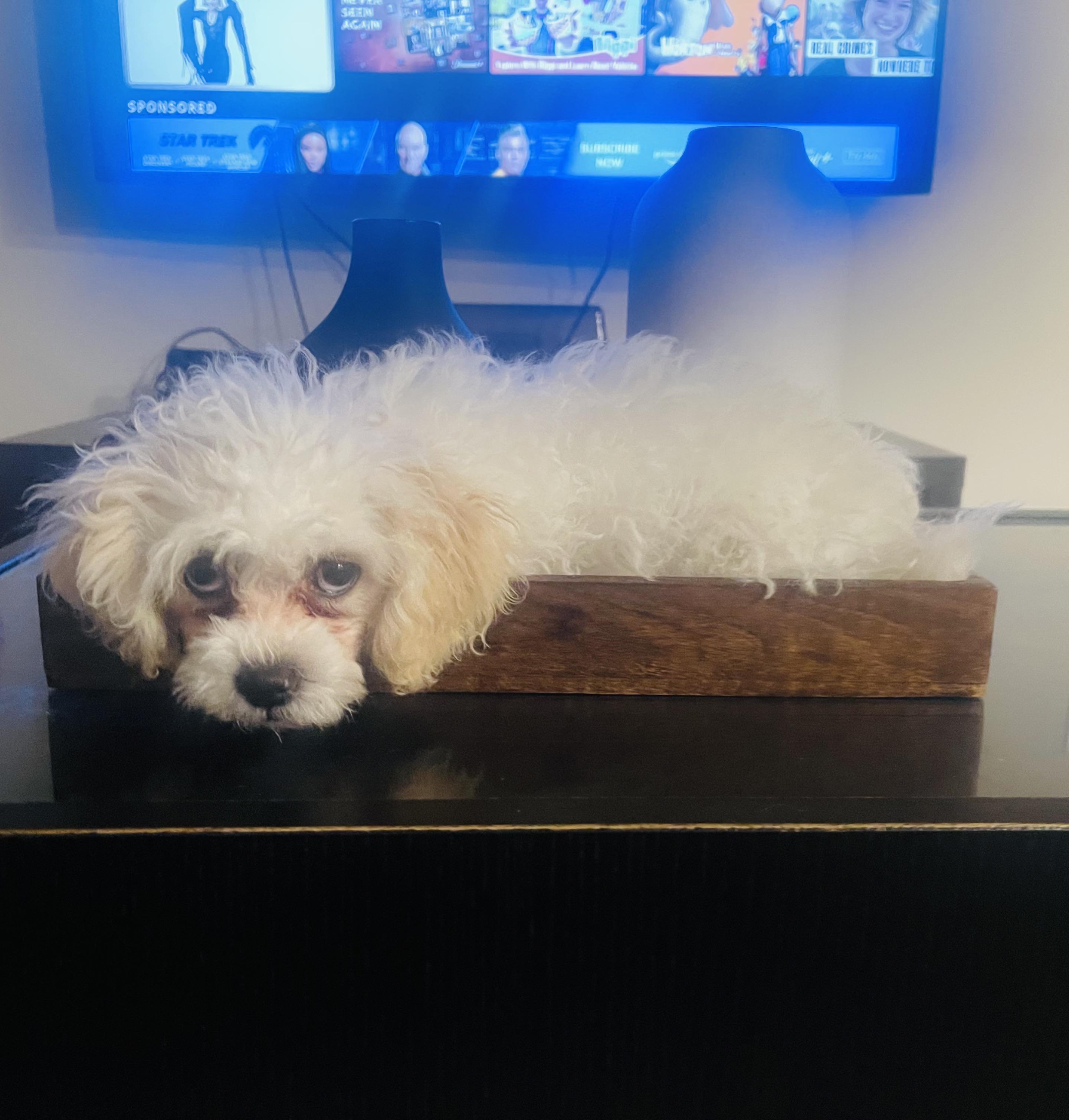 Hello I’m a first timer taking my puppy to PetSmart grooming she’s 3