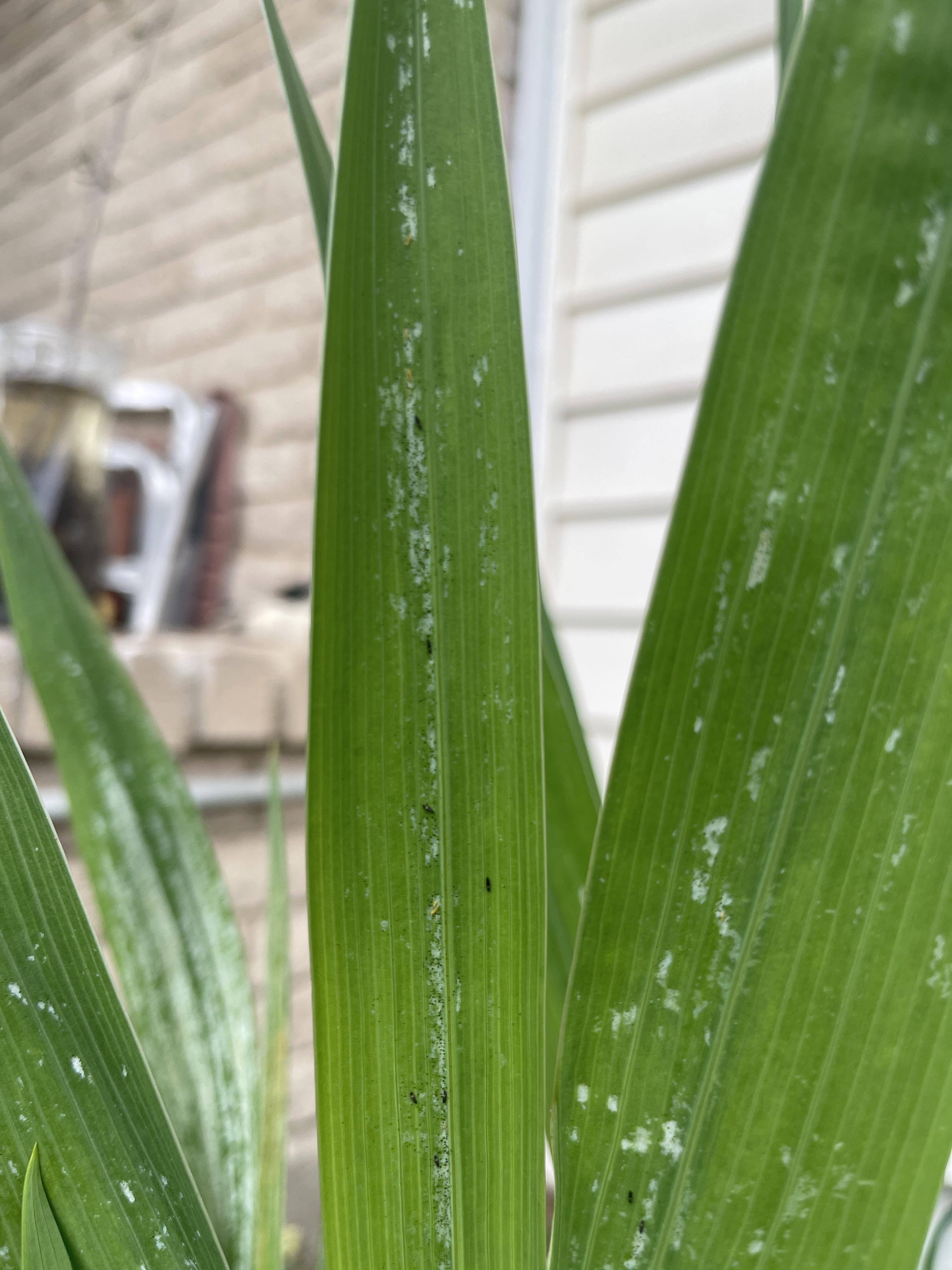 What are these black bugs eating trails into my gladiolus leaves and