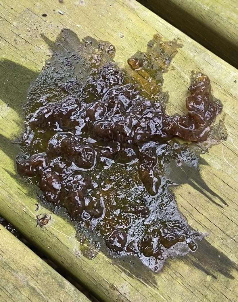 On Saturday morning I noticed this pile gelatinous stuff on my deck. My