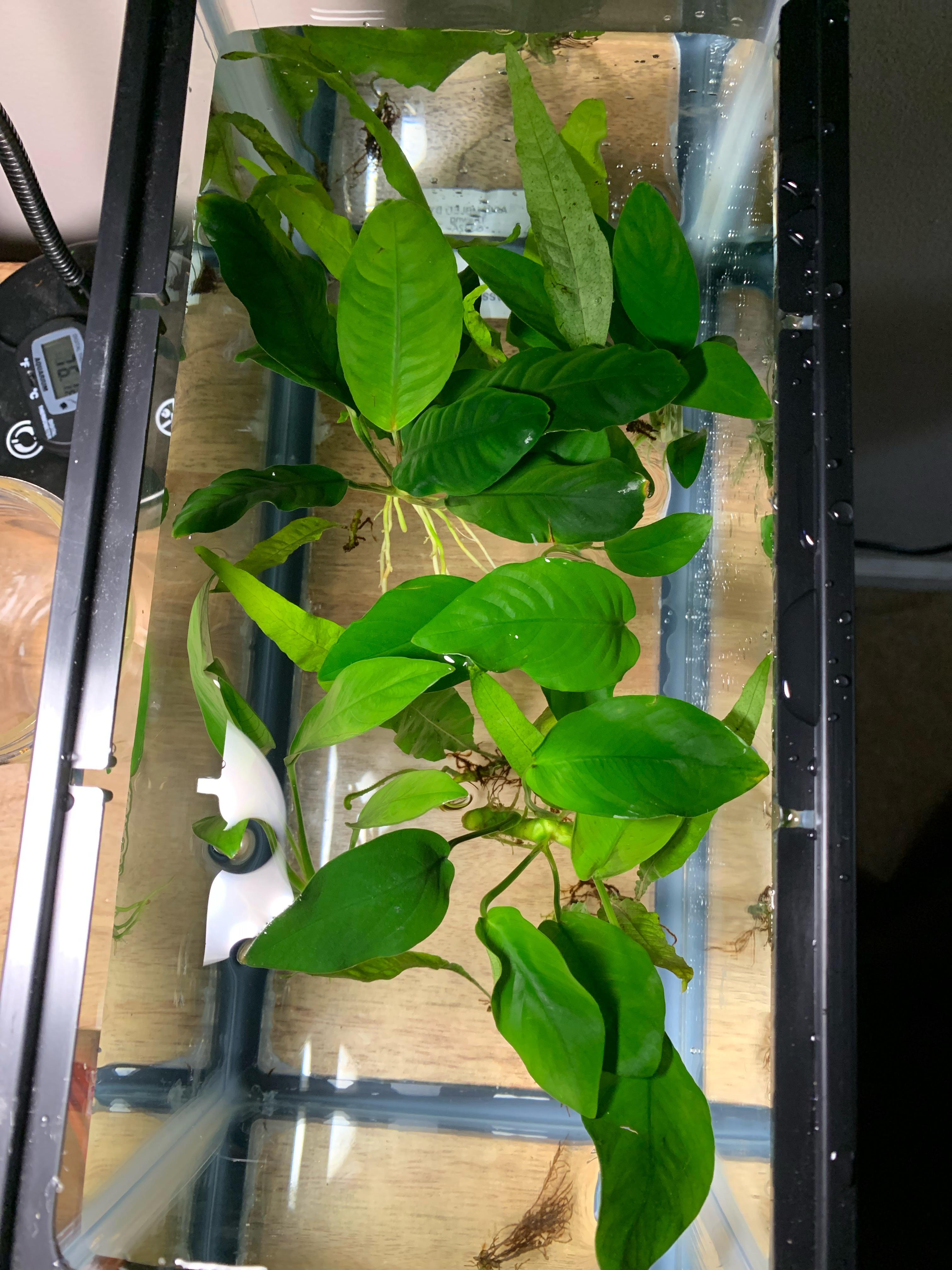 Anyone have experience with Petsmart live plants? They just got a huge