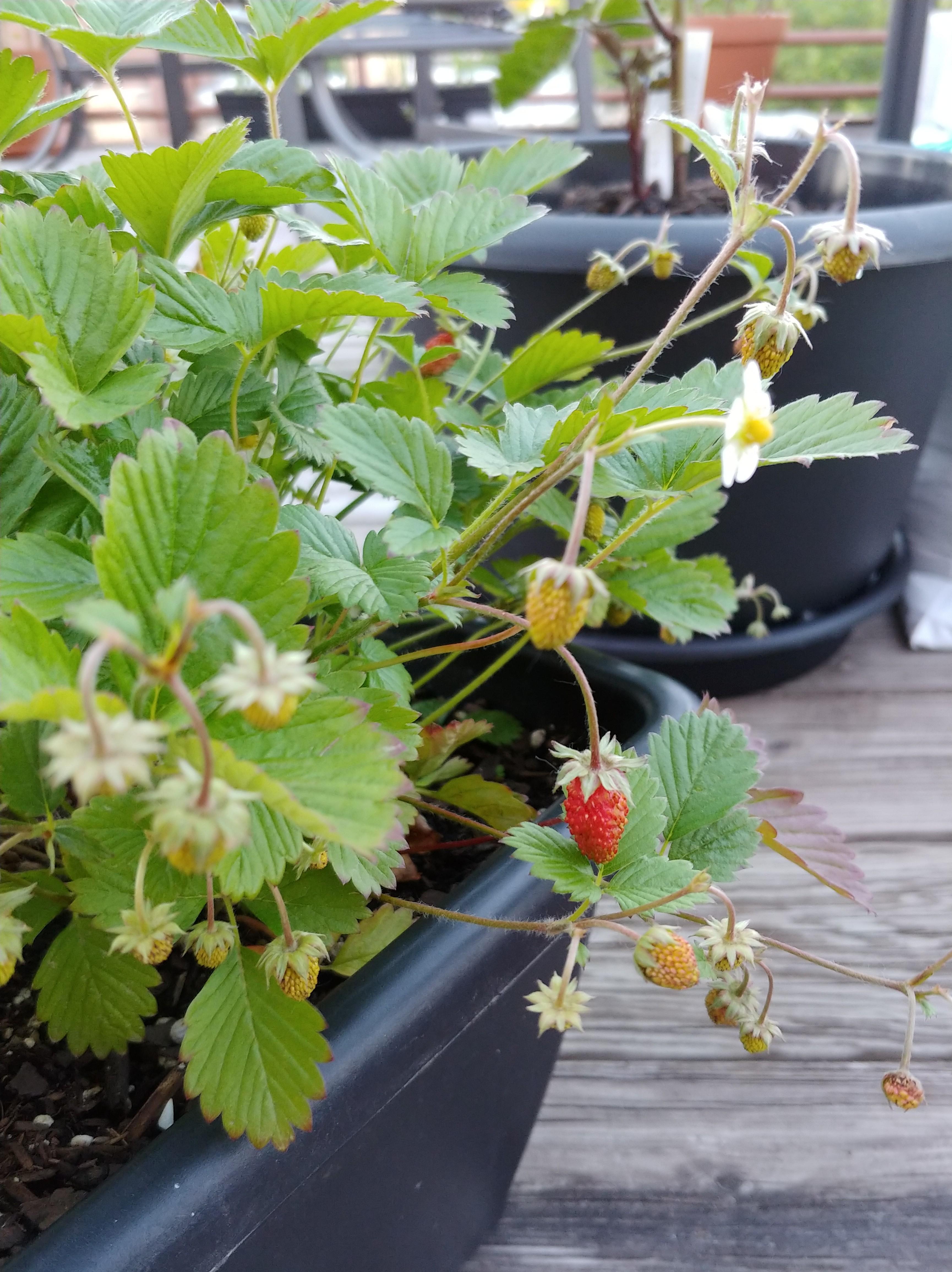 When your strawberry plant is onboard with 1200isplenty r/1200isplenty
