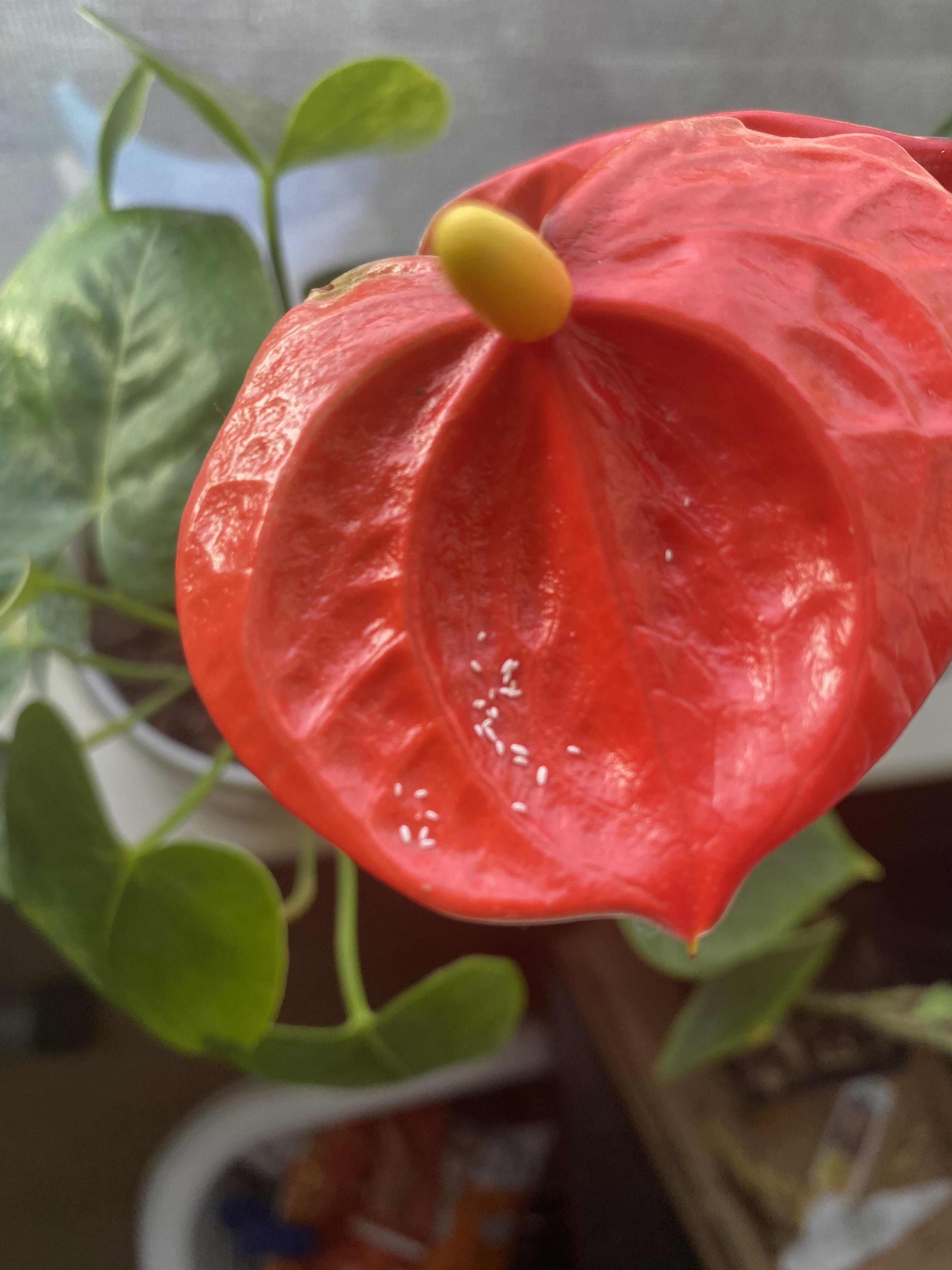 They just keep coming back! What do I do? r/houseplants