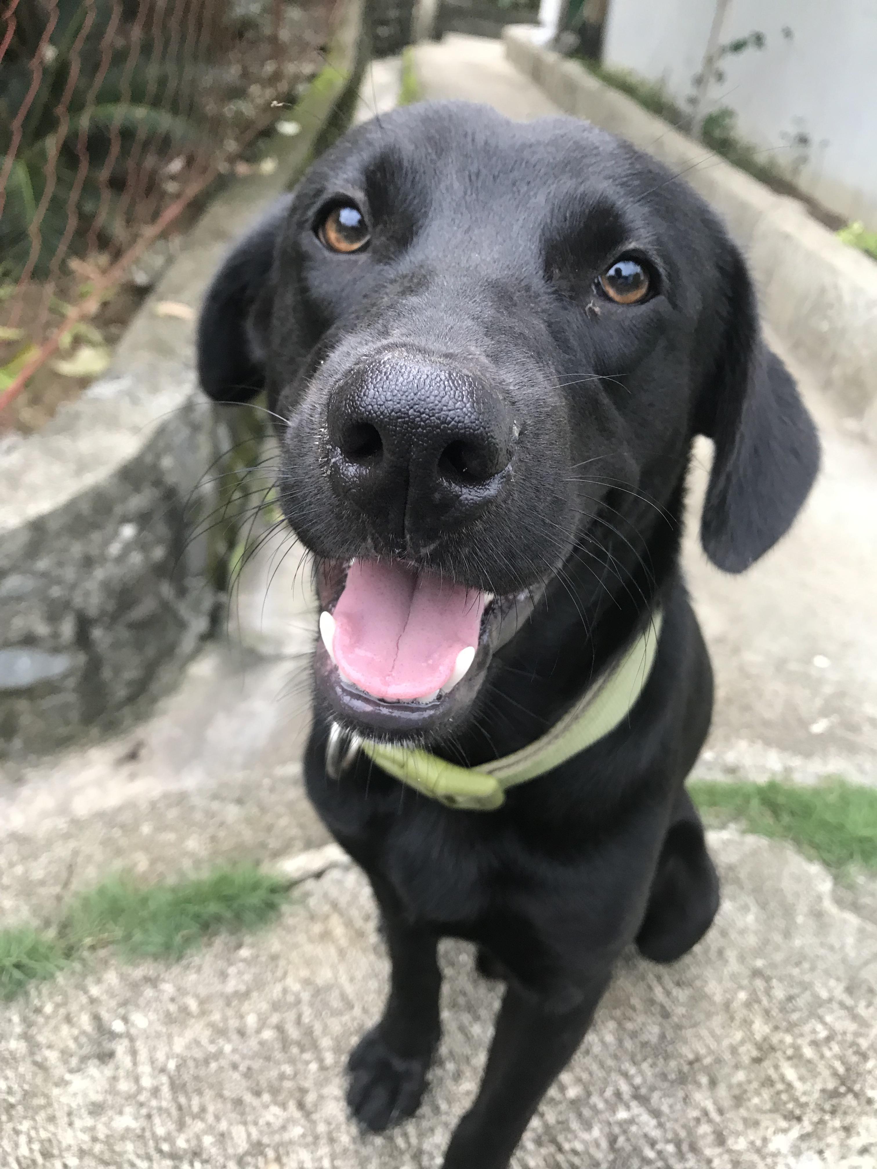 This is Dos, a full black Aspin. Aspins asong pinoy (Philippine Dog