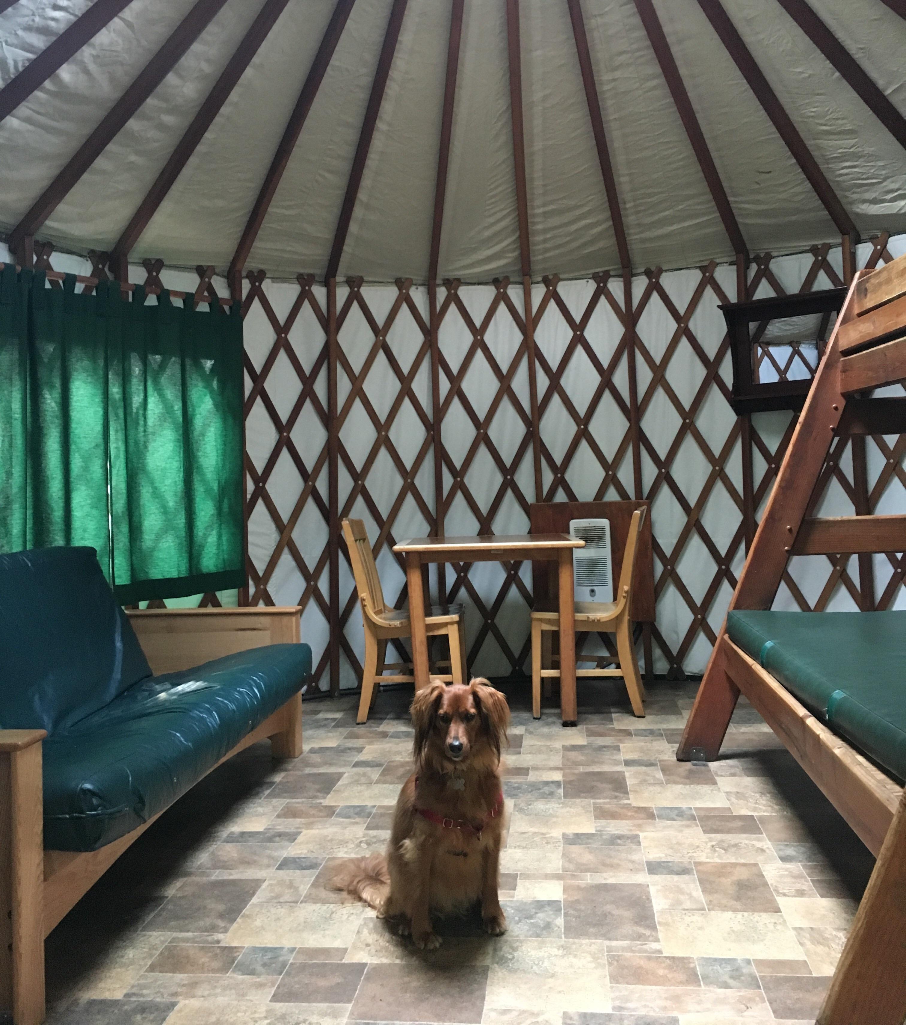 My dog yurts like a boss. r/lookatmydog