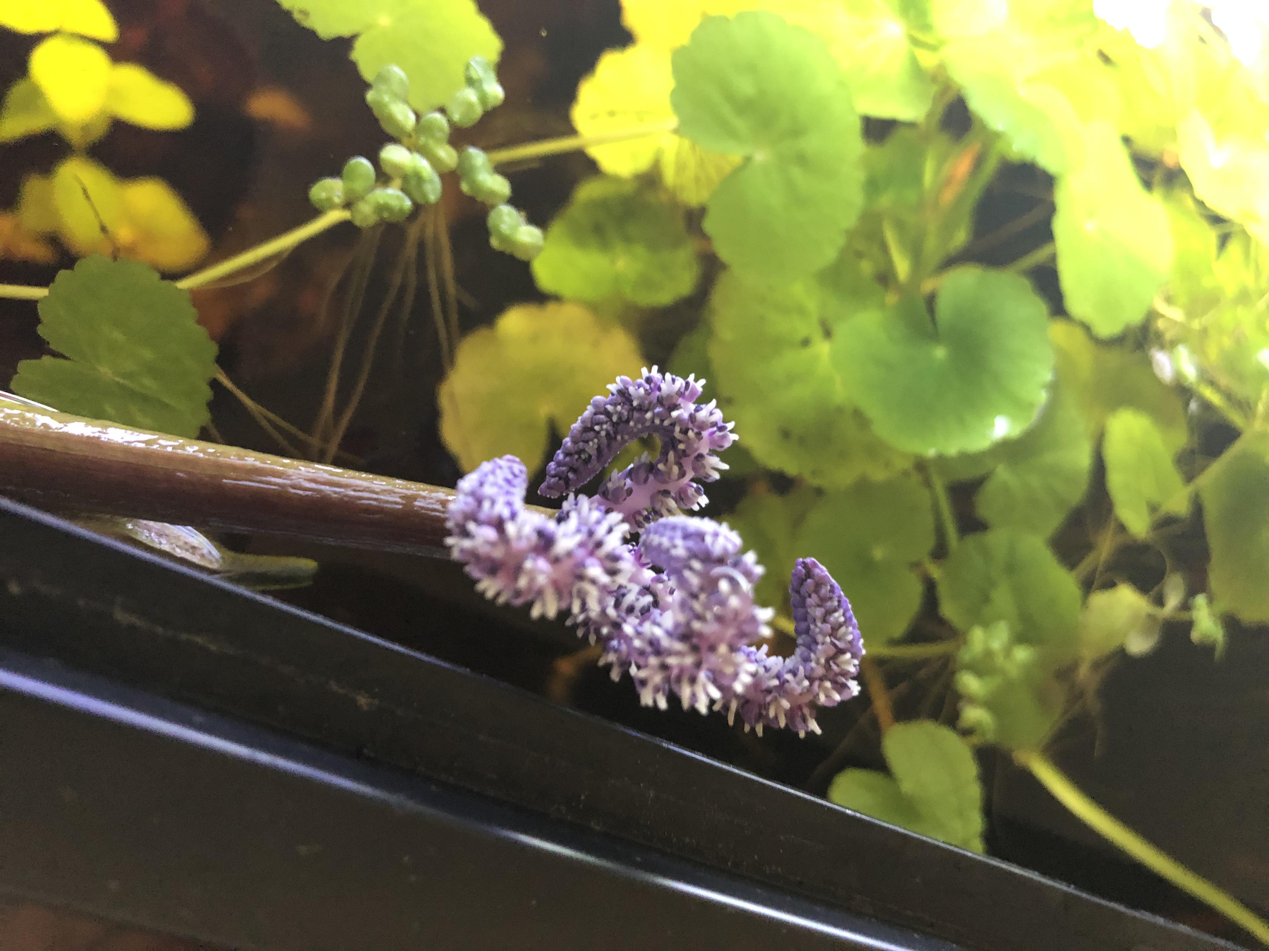 Madagascar Lace Flower can I propagate it?? r/PlantedTank