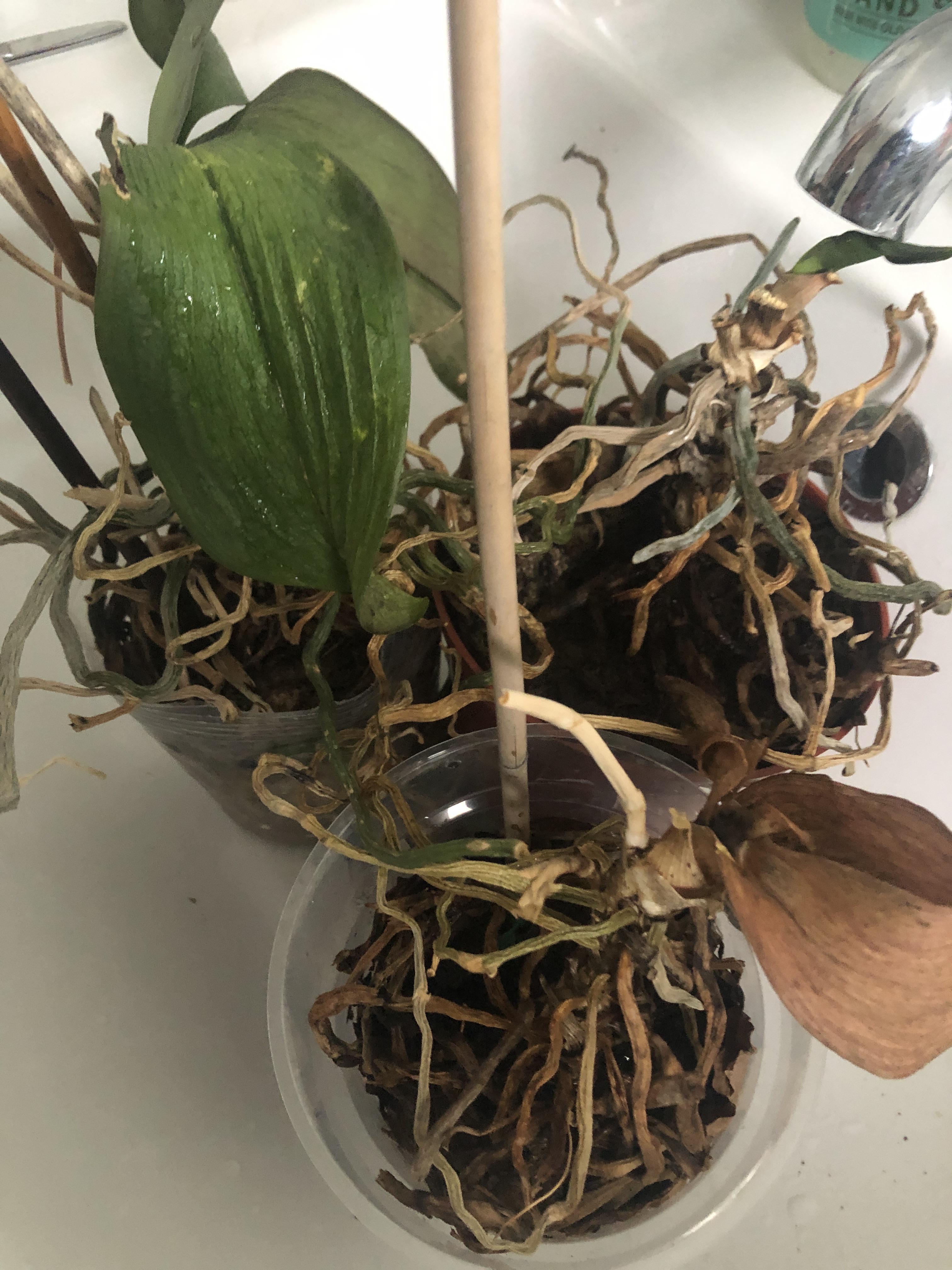 Any suggestions on how to resurrect these poor orchids!? r/orchids