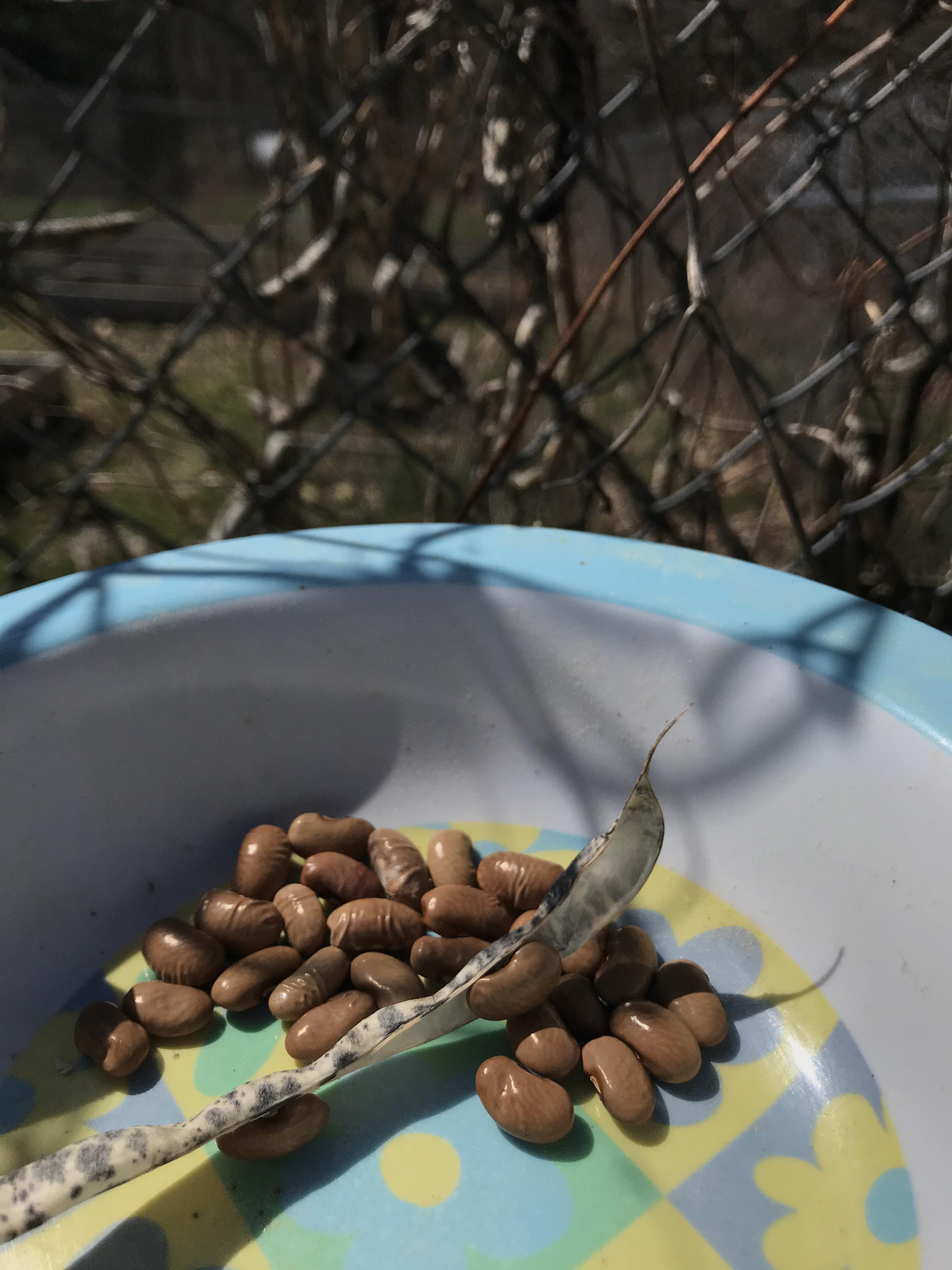 Last year’s Unharvested green beans have dried over winter I’m