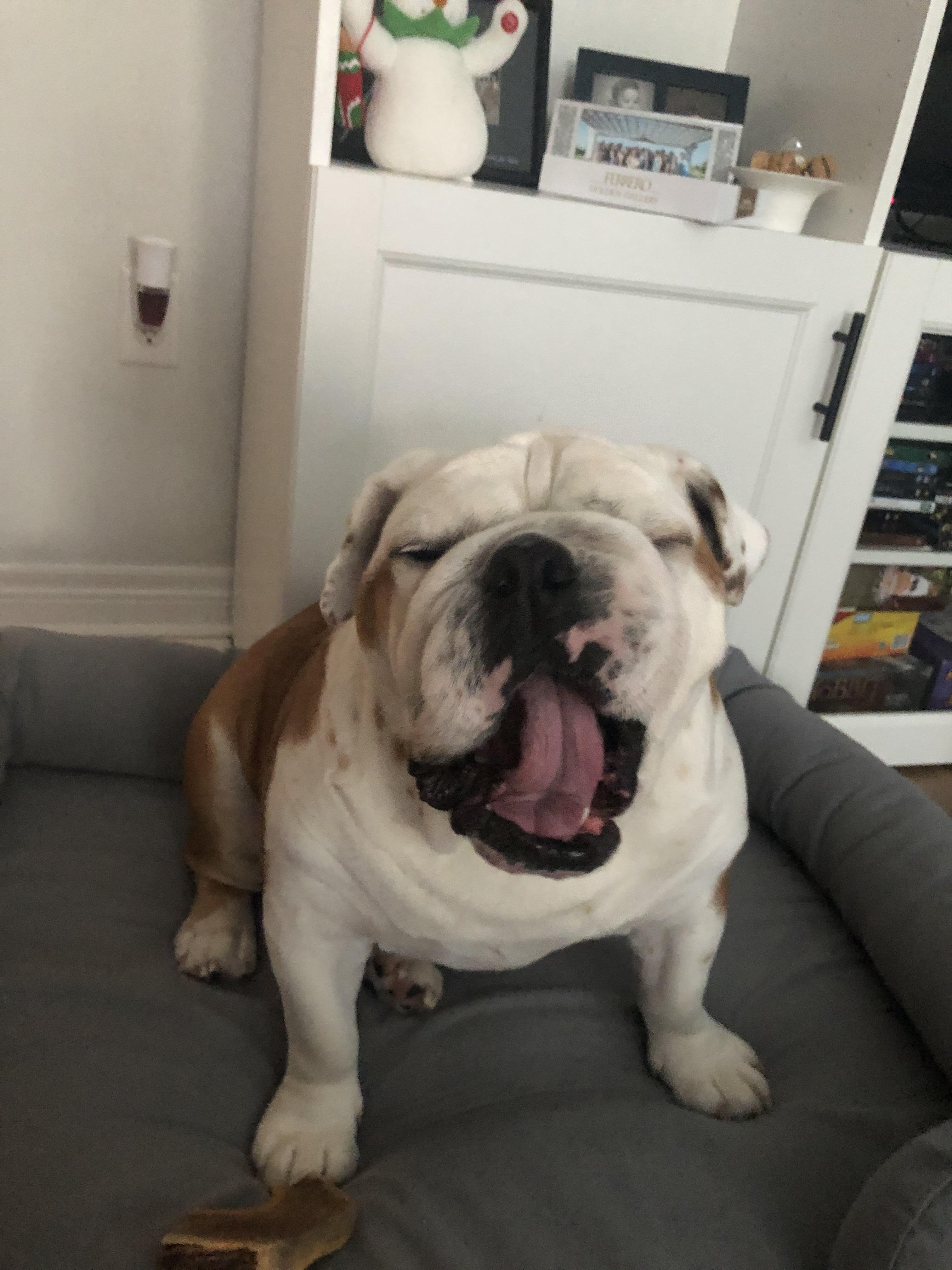 I just want to go back to sleep now... r/Bulldogs