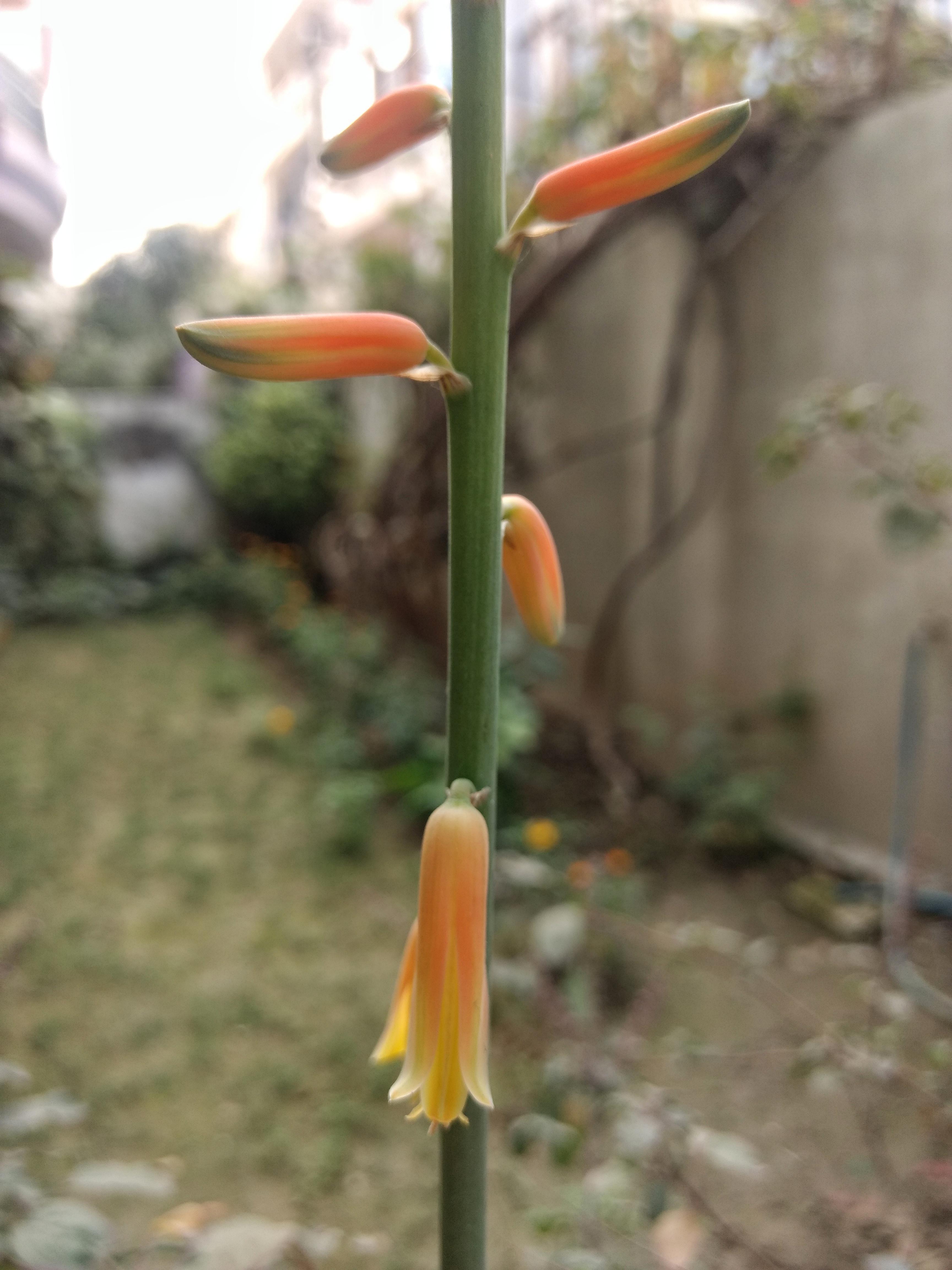 The Aloe vera plant started blooming this winter...it does that under