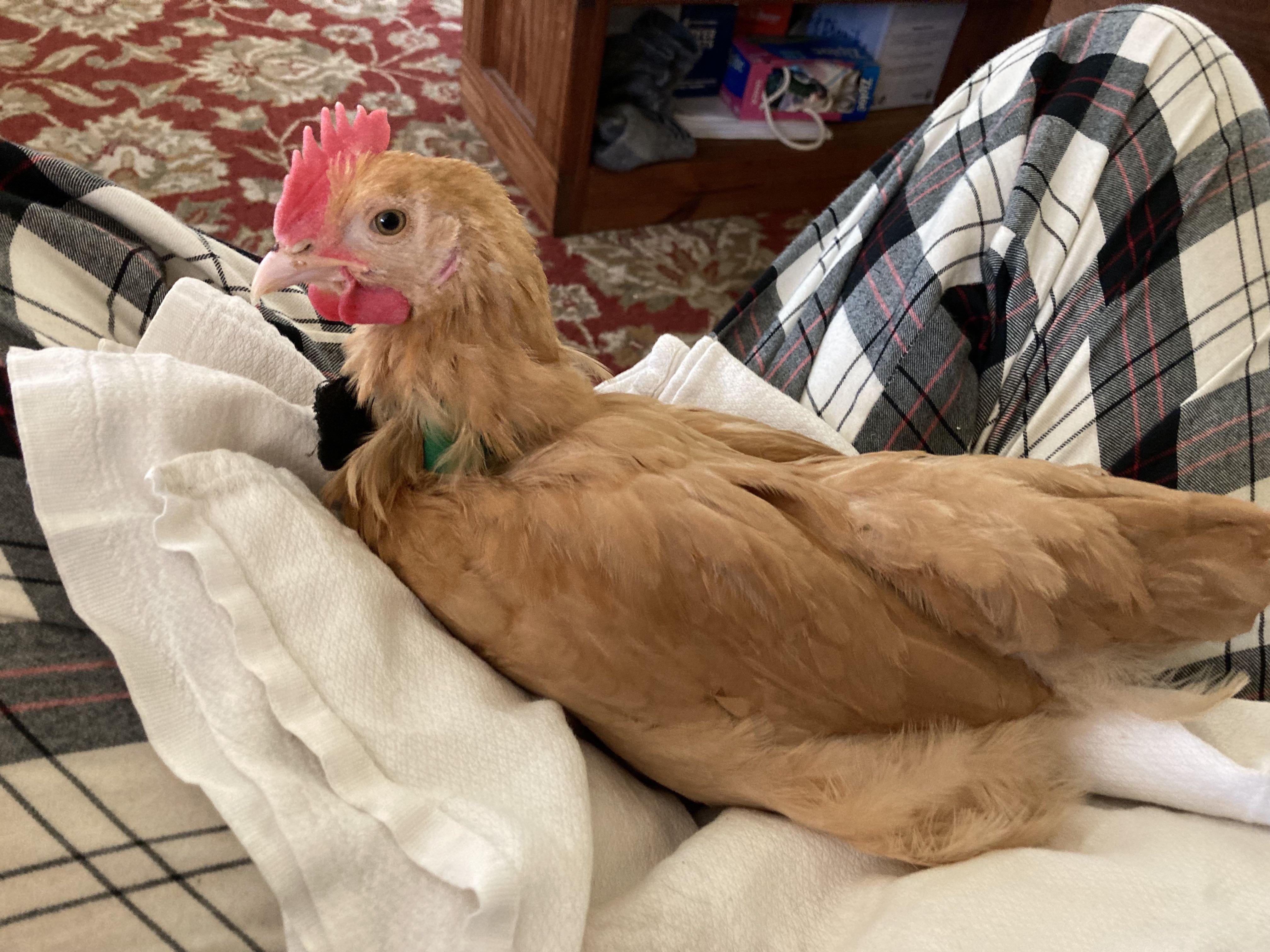 NoCrow Collar Experiment Day 1 r/BackYardChickens