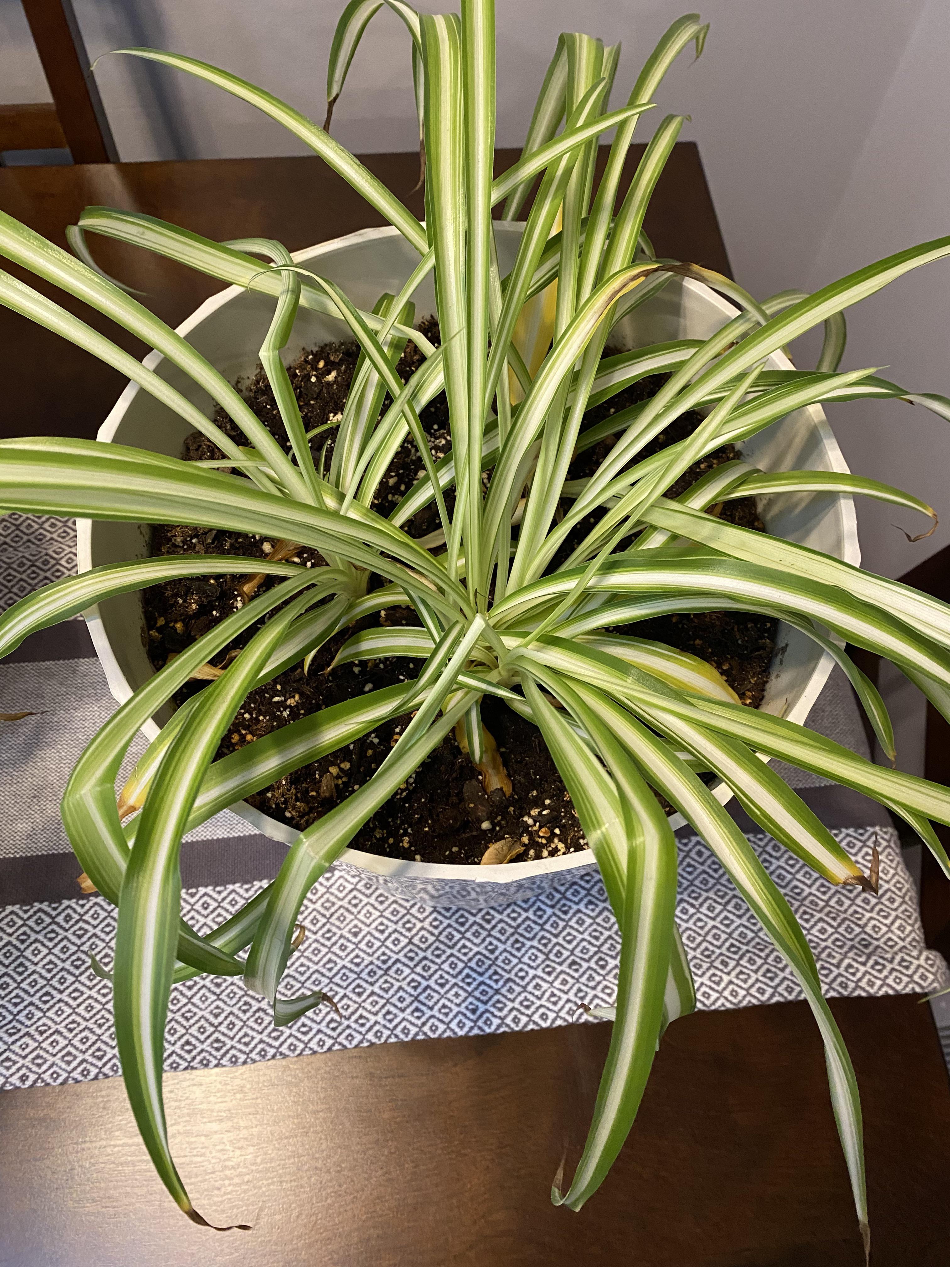 What’s wrong with my spider plant, and why are his leaves bending like