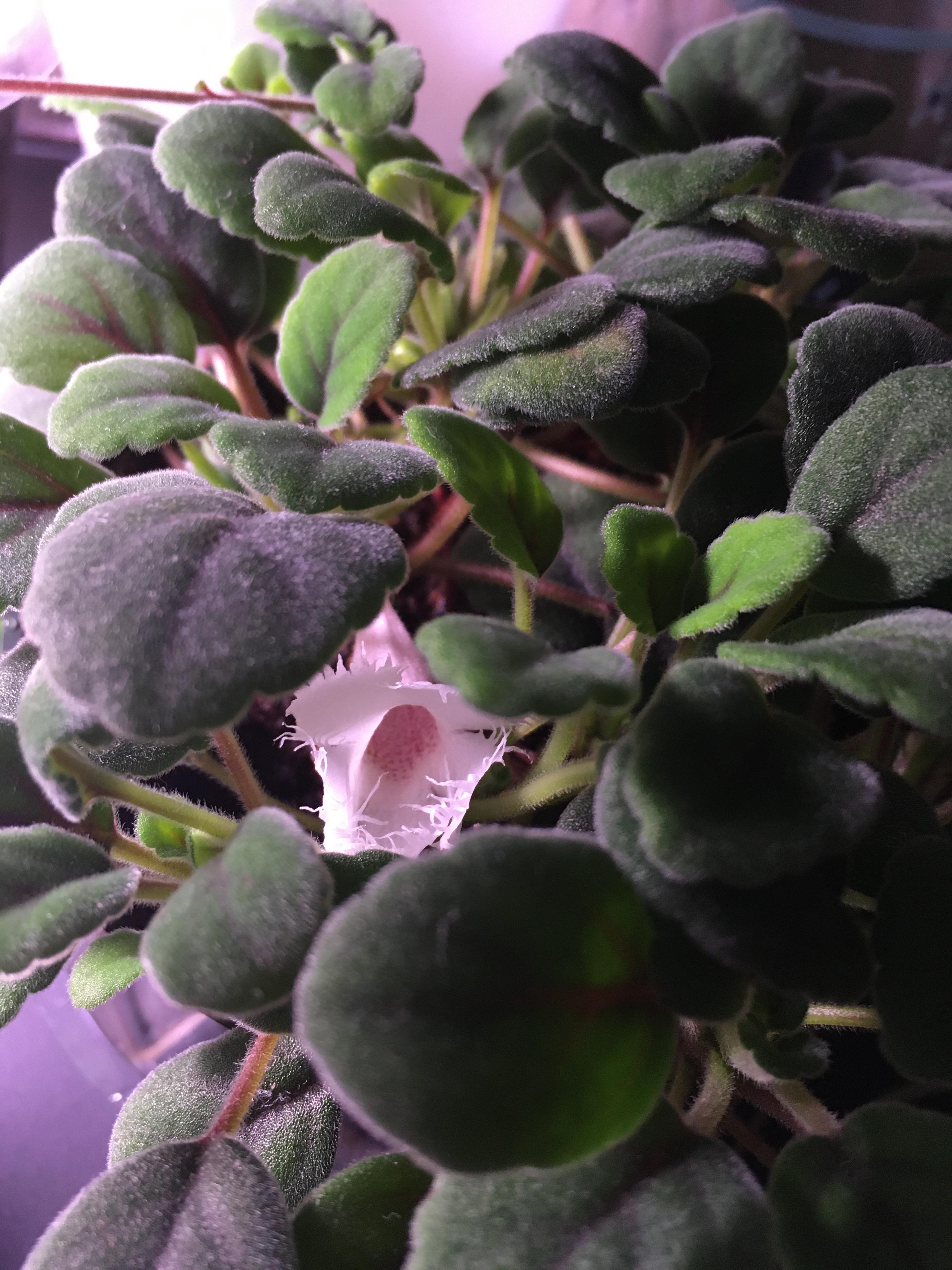 Alsobia dianthiflora lace flower vine. Shop owner gave it to me with