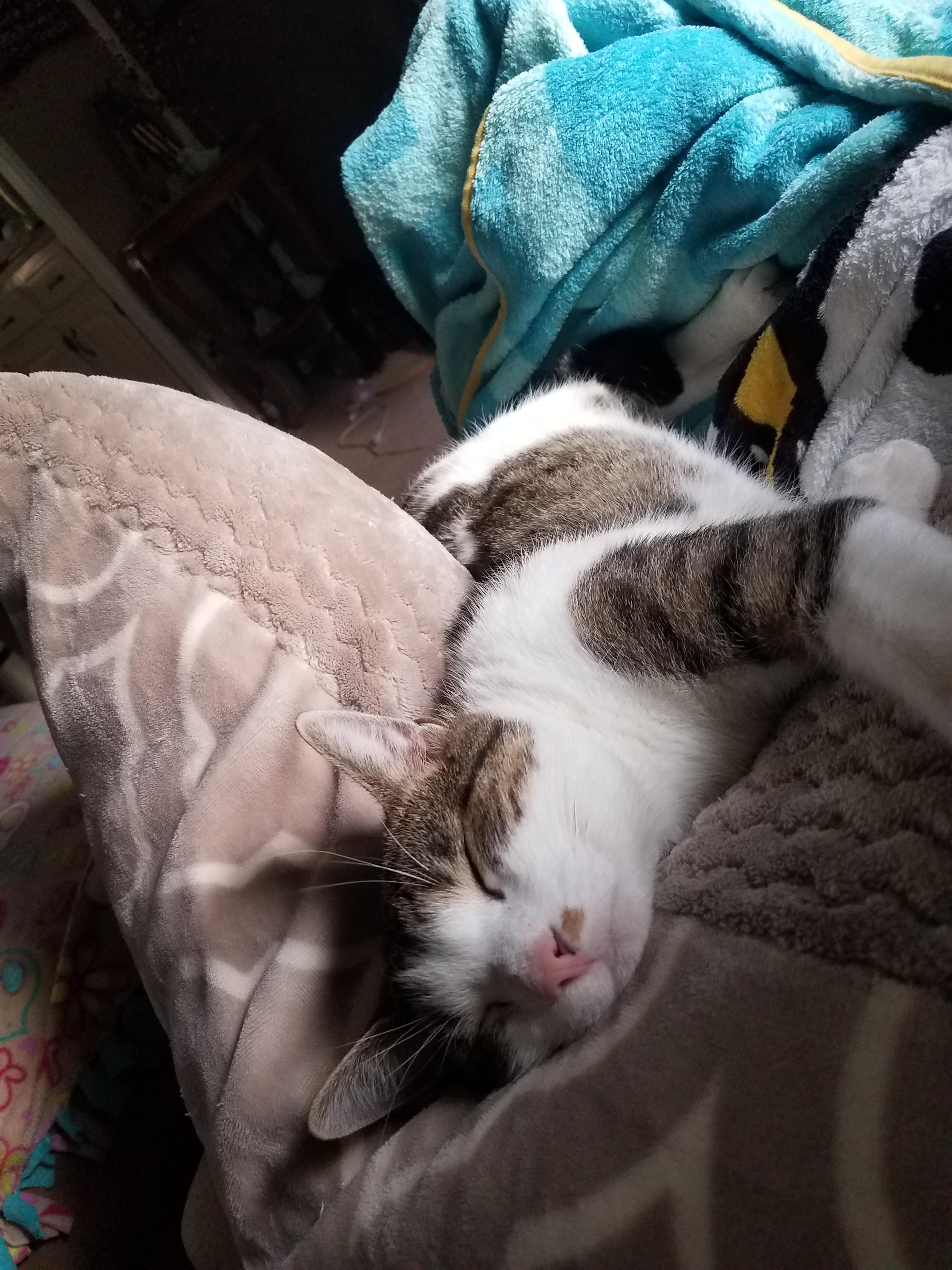 Snuggly cat nap after a rough day r/cats