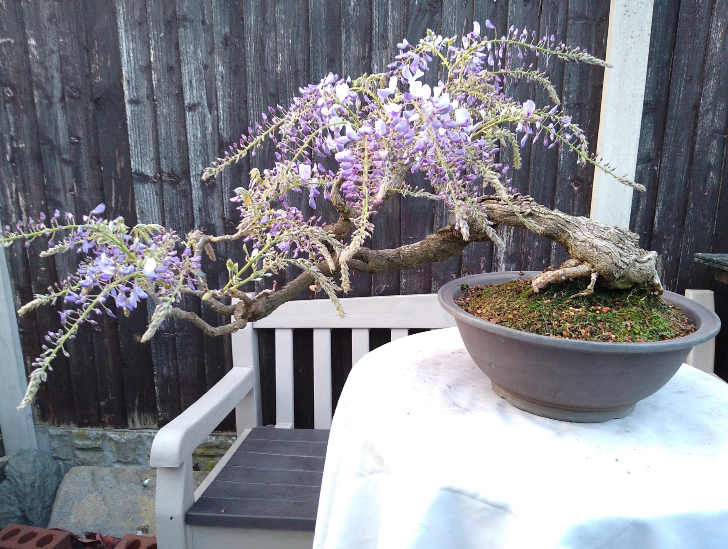 Wisteria Bonsai Tree