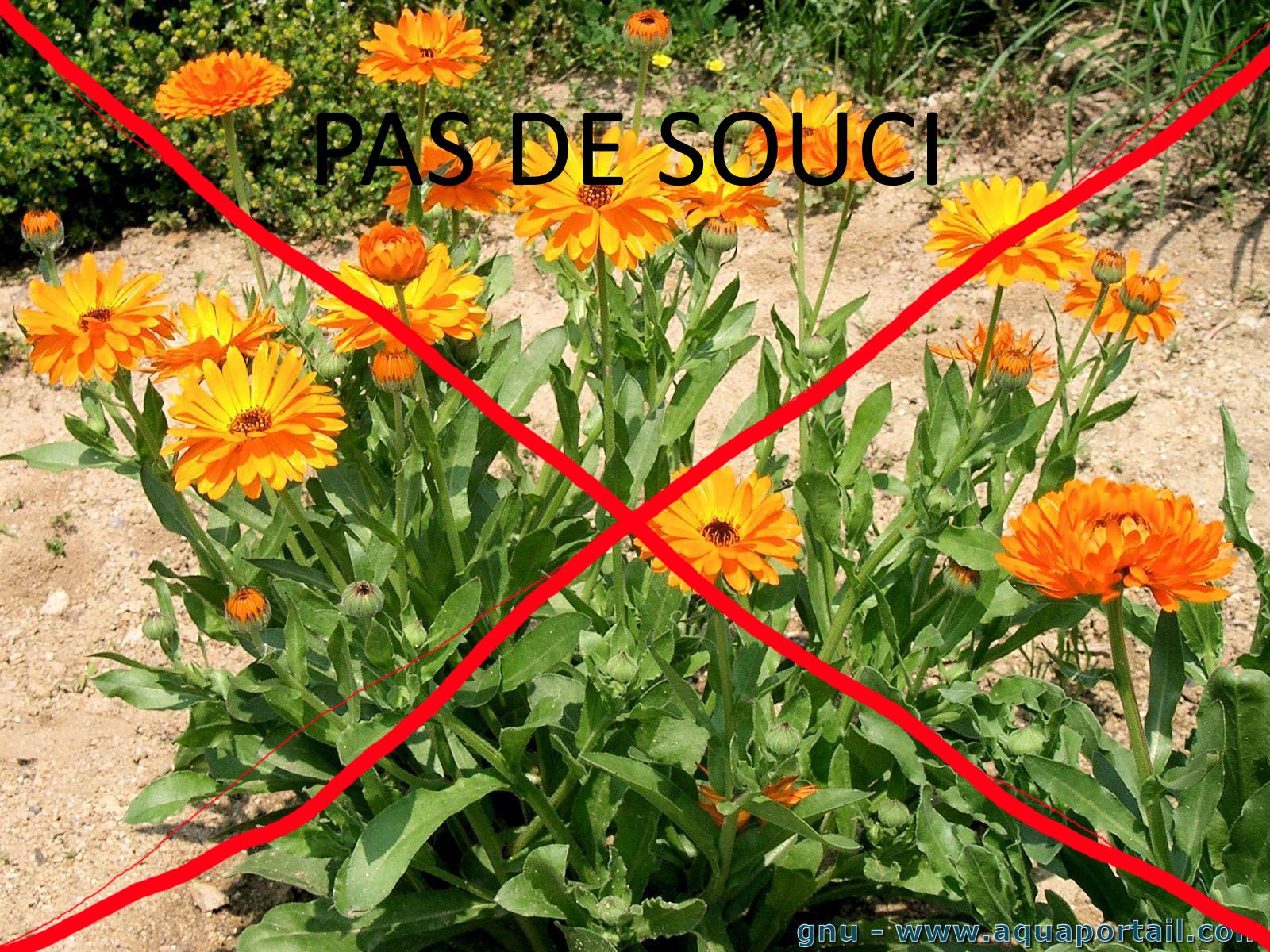 PAS DE SOUCI COMMES LES FLEURS CAR YA DU NAPALME r/okcopainattard