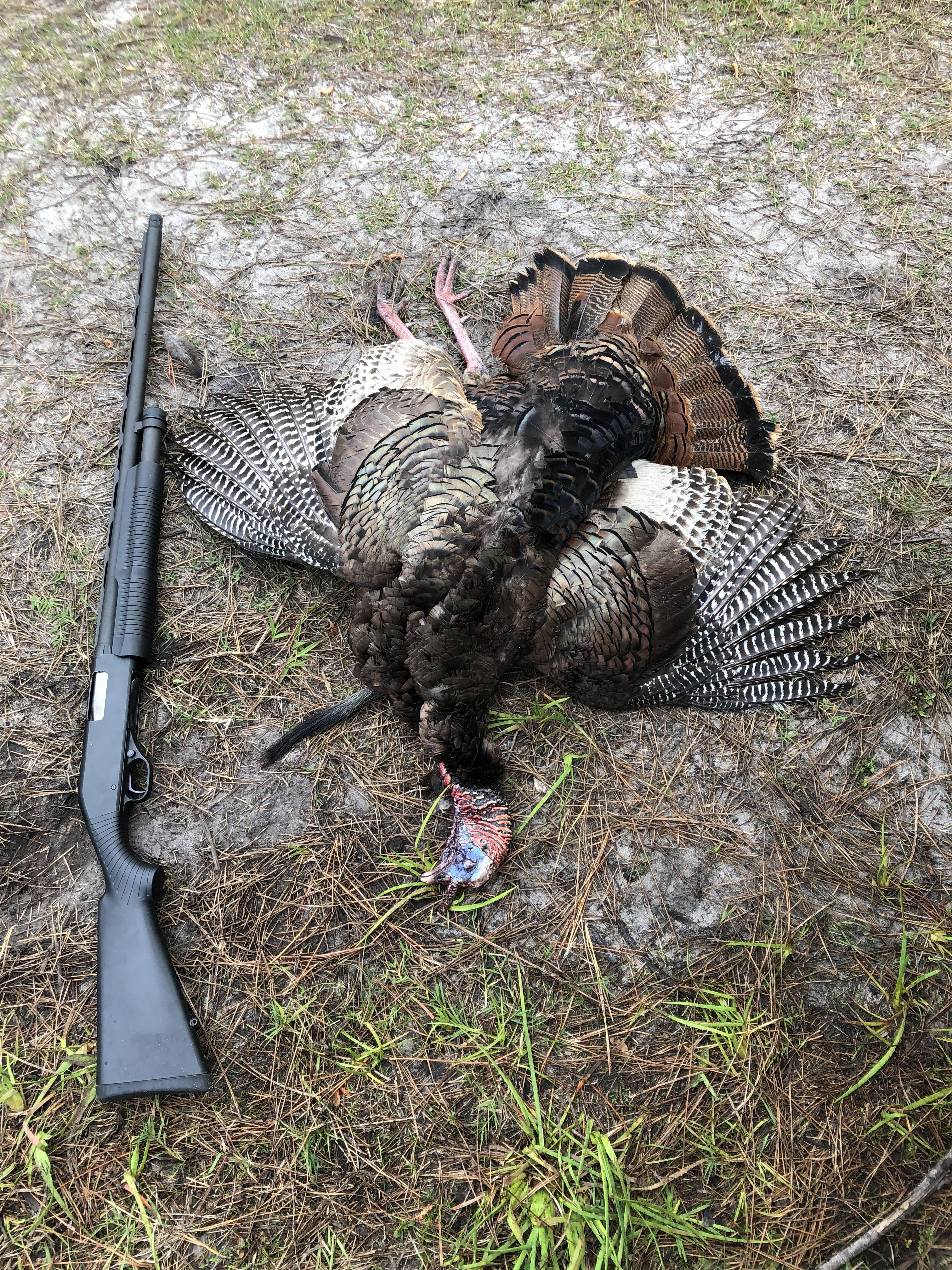 My first turkey. Eastern NC. Public land. 9” beard. r/Hunting