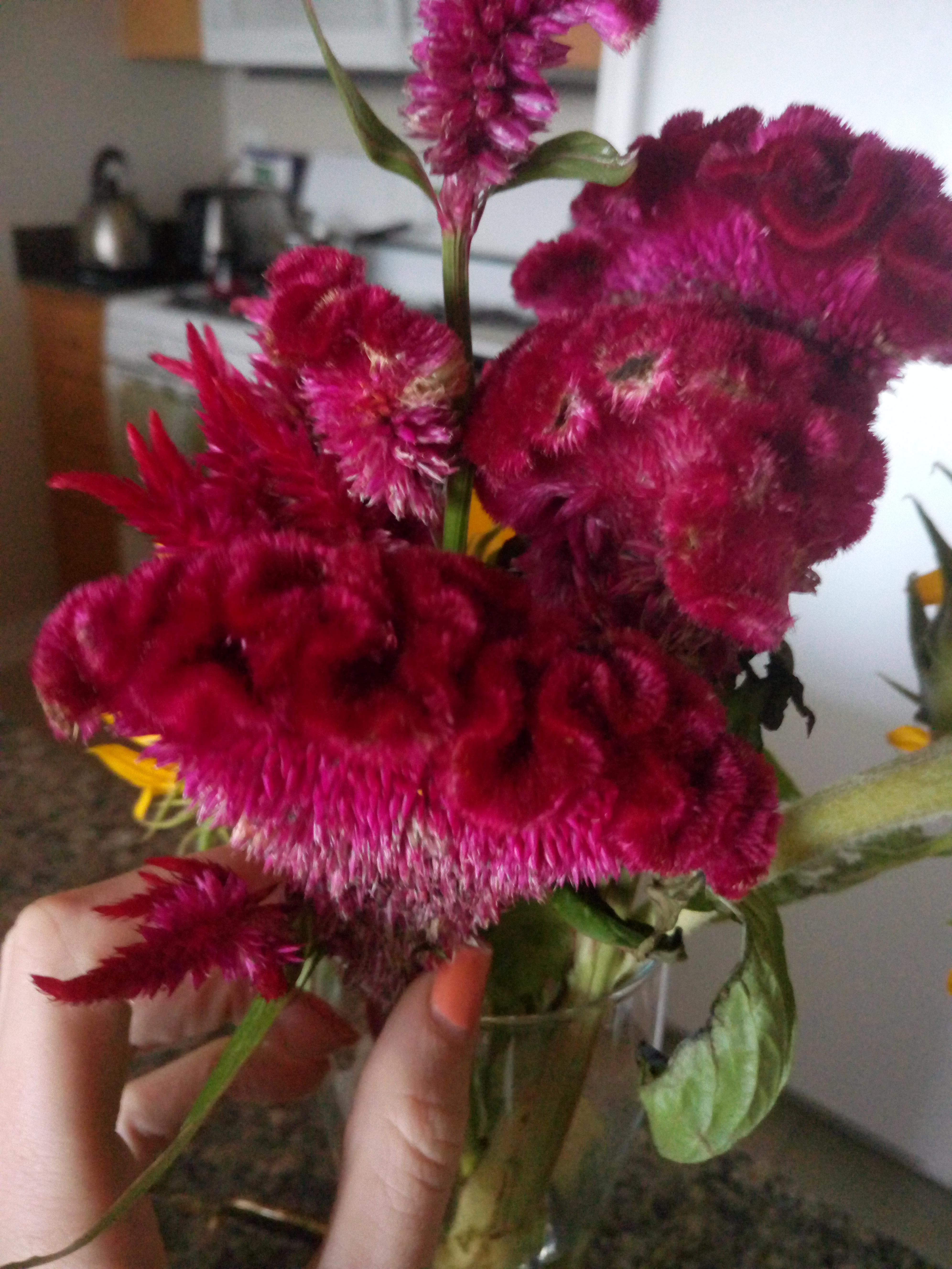 Boyfriend bought me a bouquet what is this? r/whatsthisplant