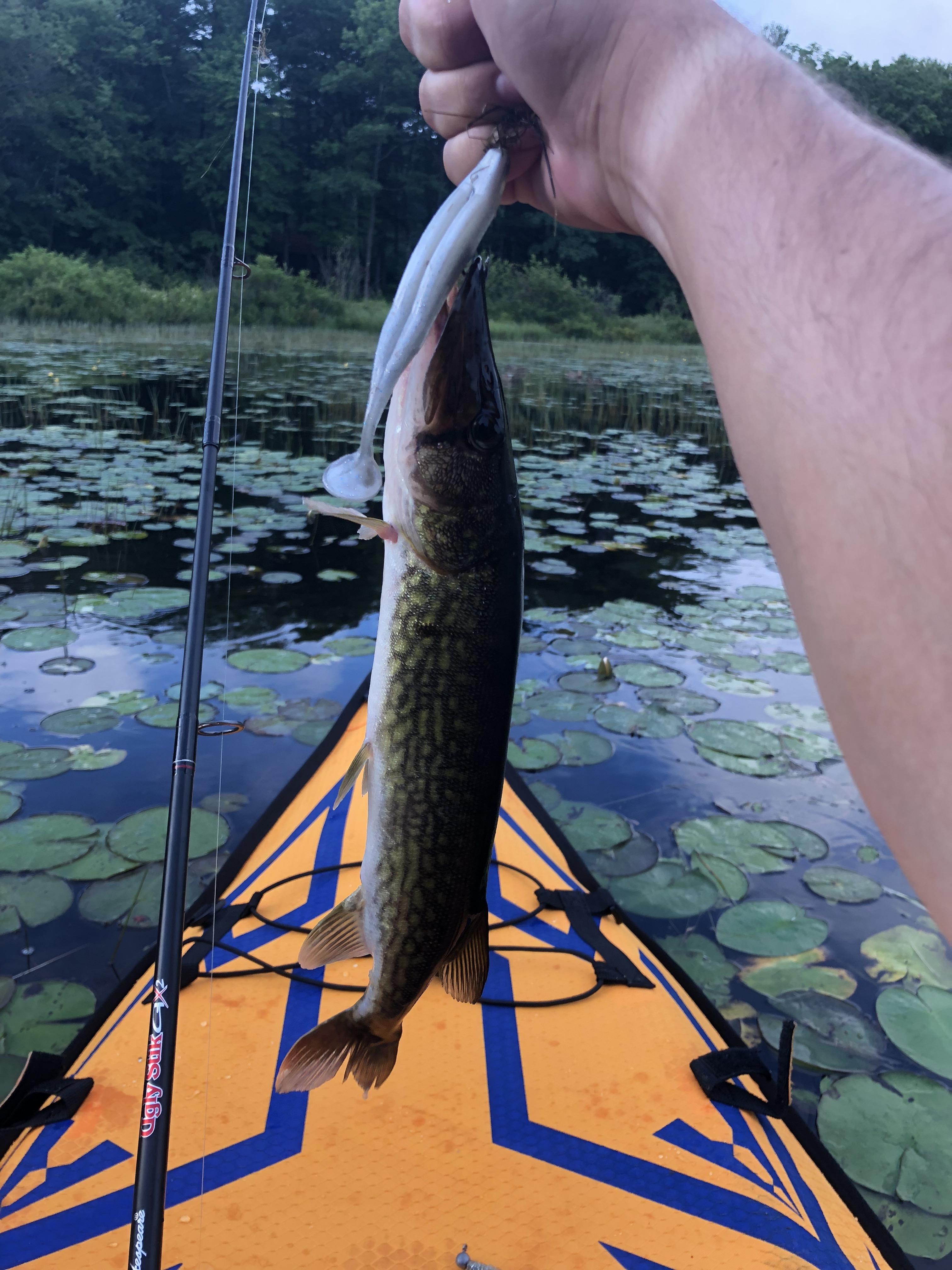 Caught my first pike! Lake Contoocook, NH. Frogging a sexy shad