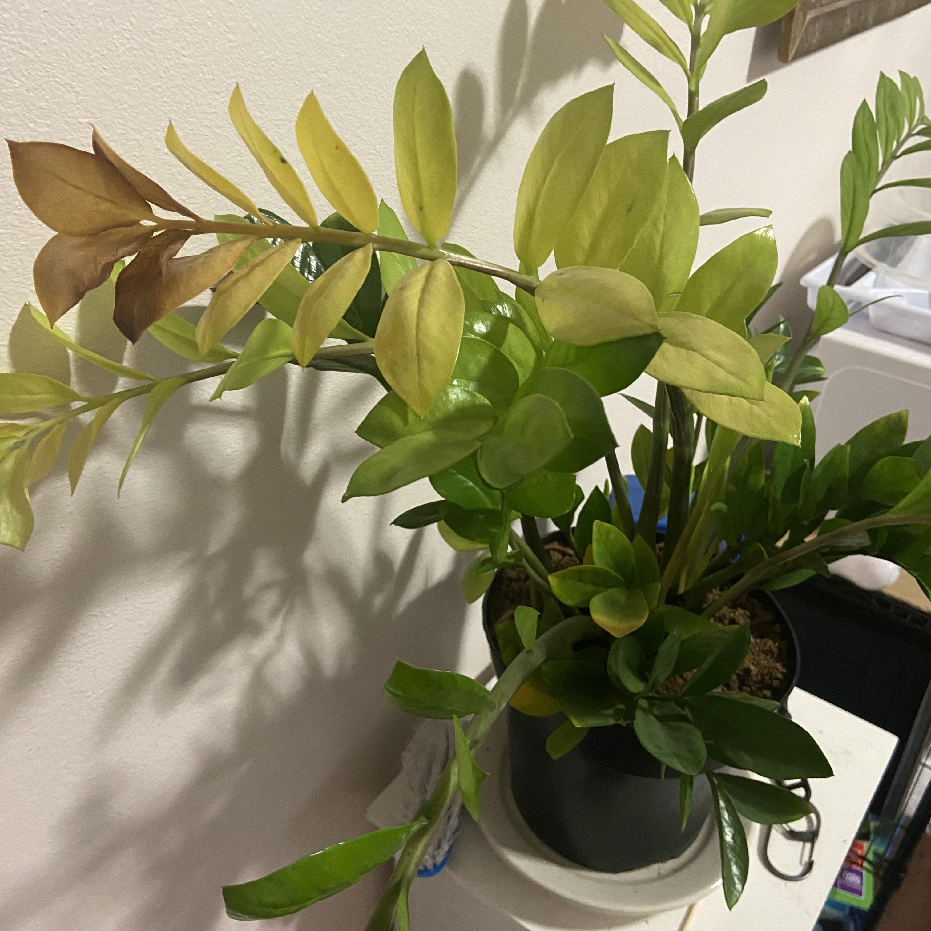 Why is my plant turning yellow? r/plantclinic