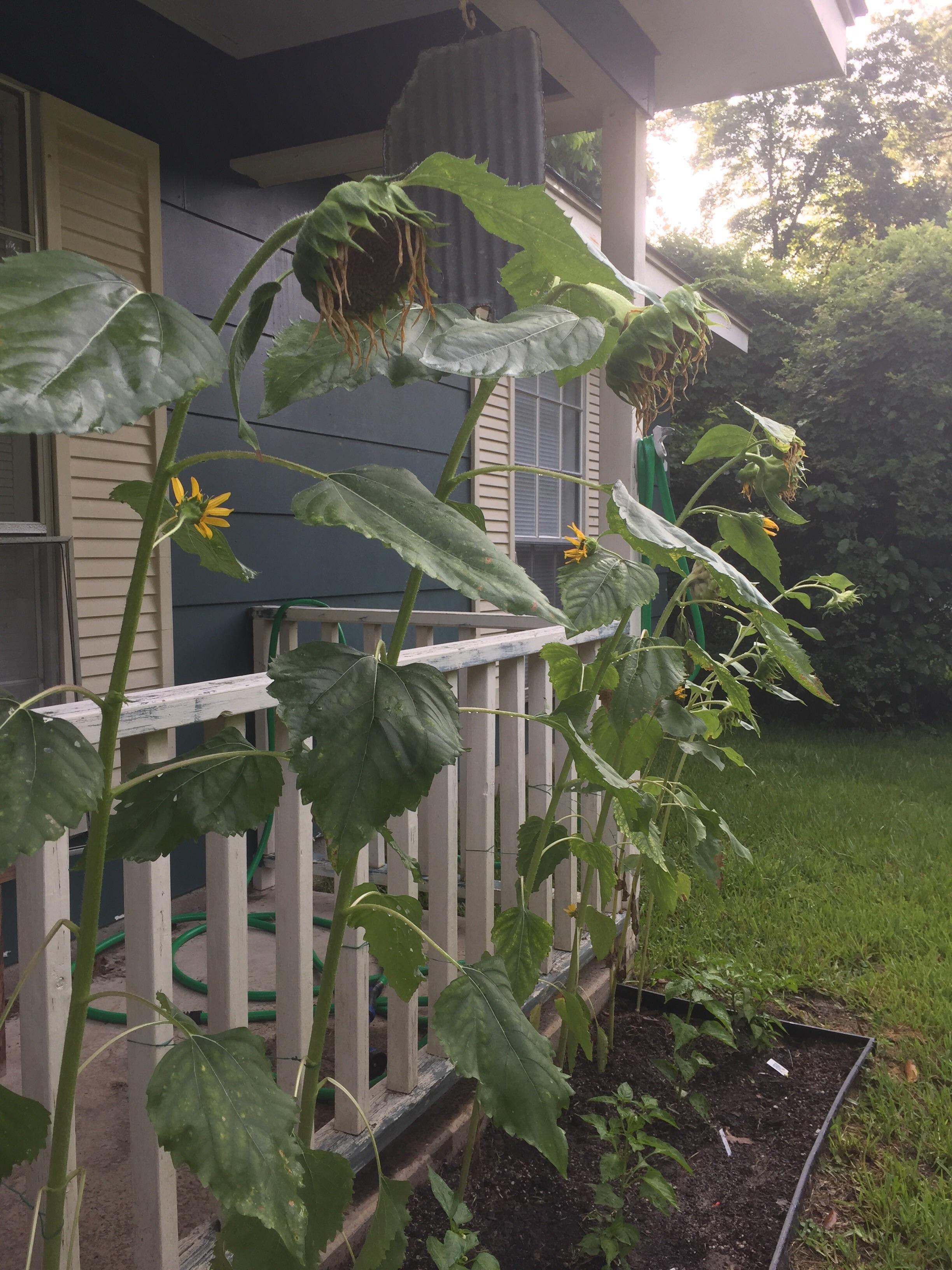 First time growing mammoth sunflowers. They were doing great at first