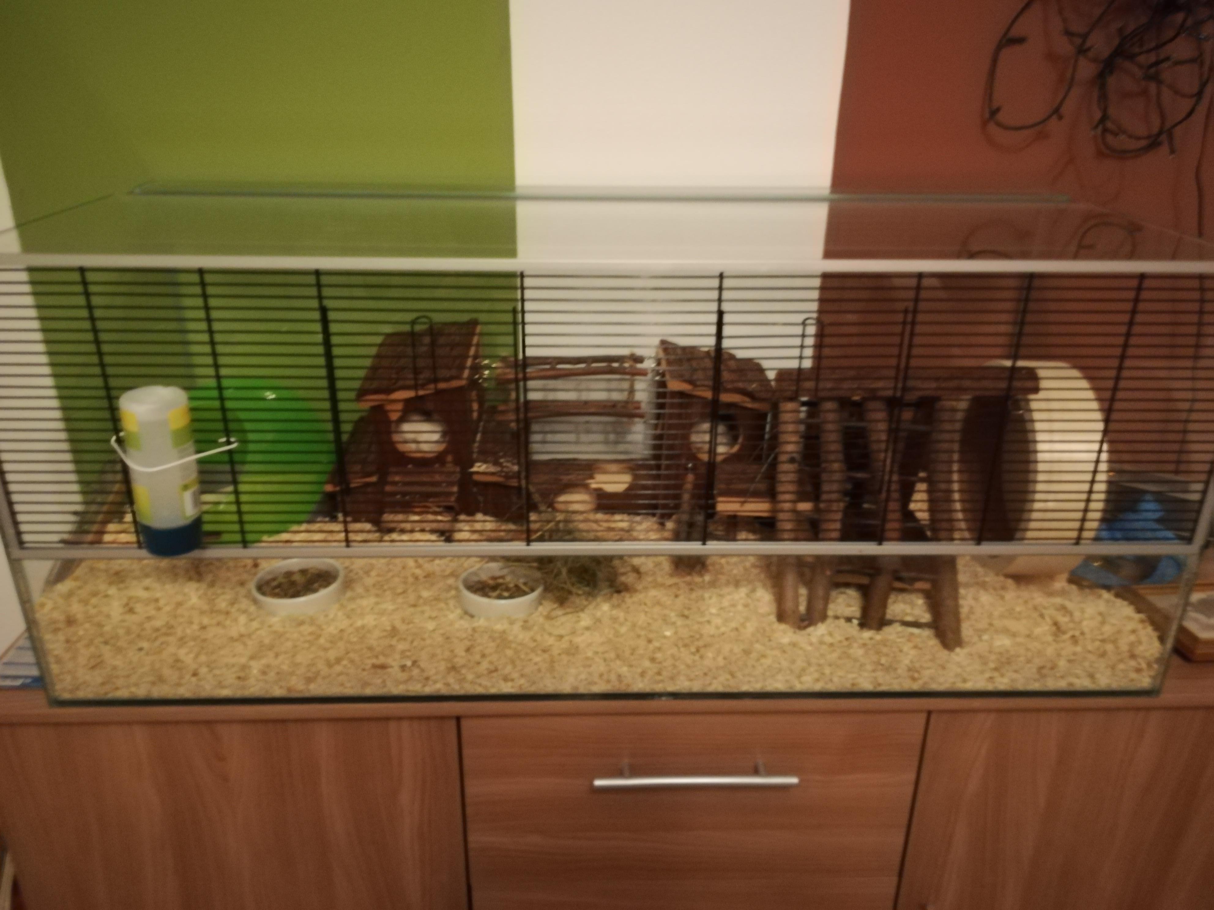 Can you tell me if my setup is ok for a dwarf hamster? r/hamsters