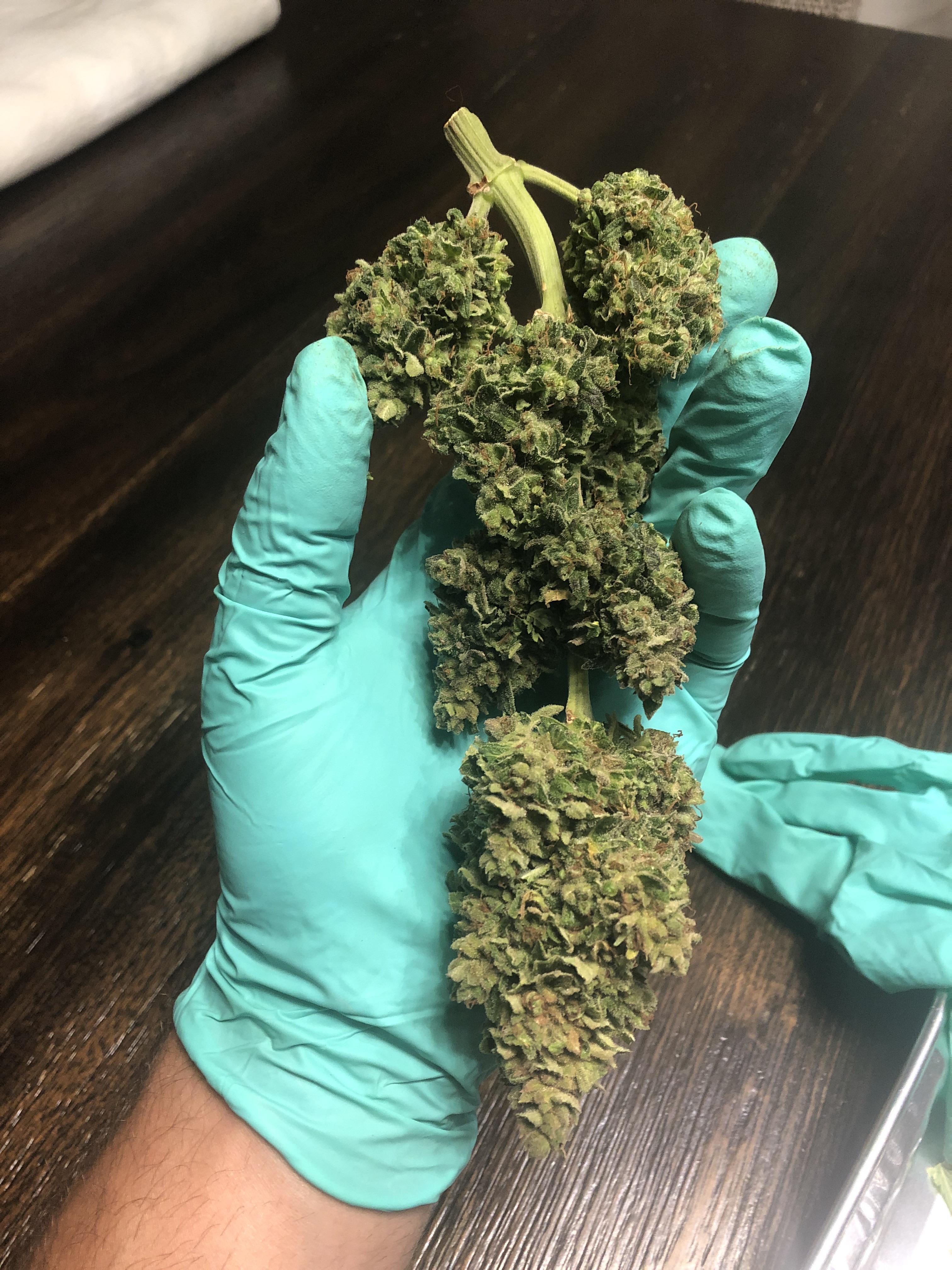 Strawberry Cough, 81 days from sprout. Grown outdoors in a super soil