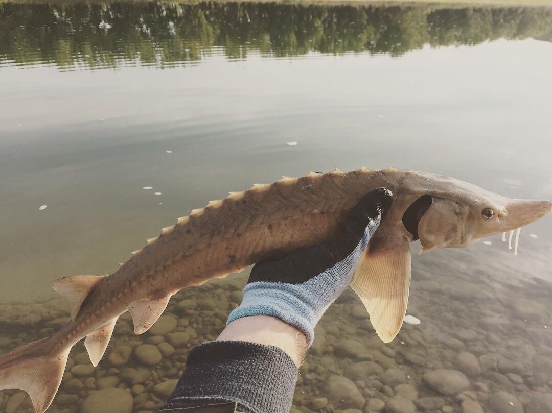 Little sturgeon I hooked on to. Alberta, Canada r/Fishing