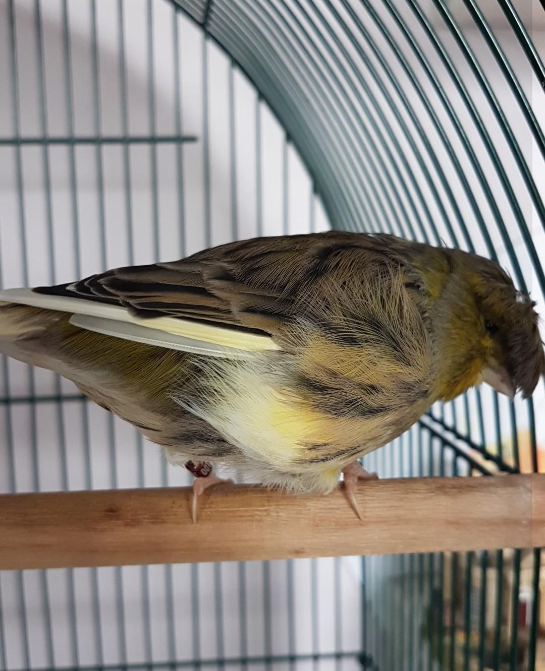 This is Barry, my little Gloster canary. He wasn't handreared