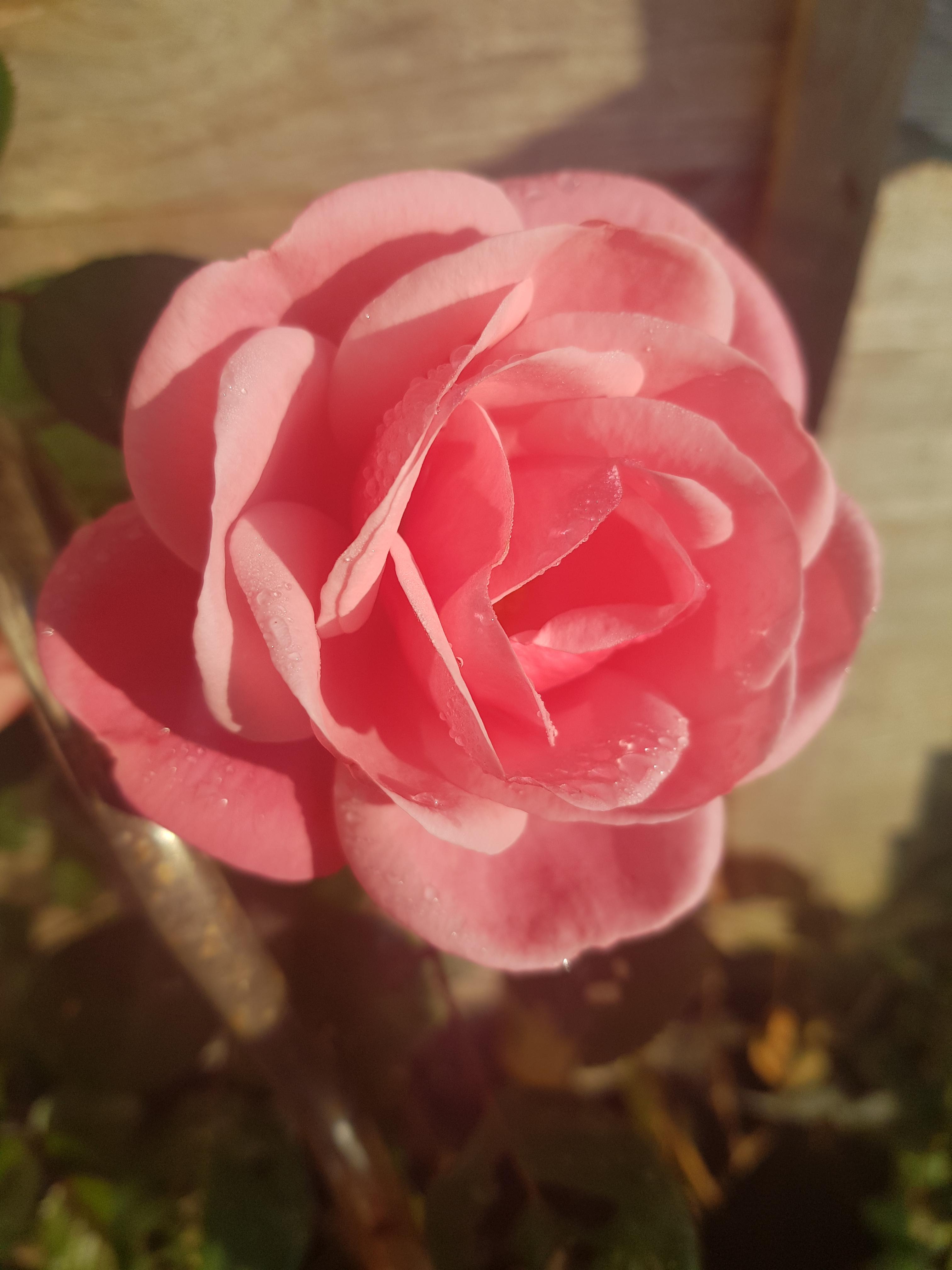 I thought my rose bush was dead. Until today. r/gardening