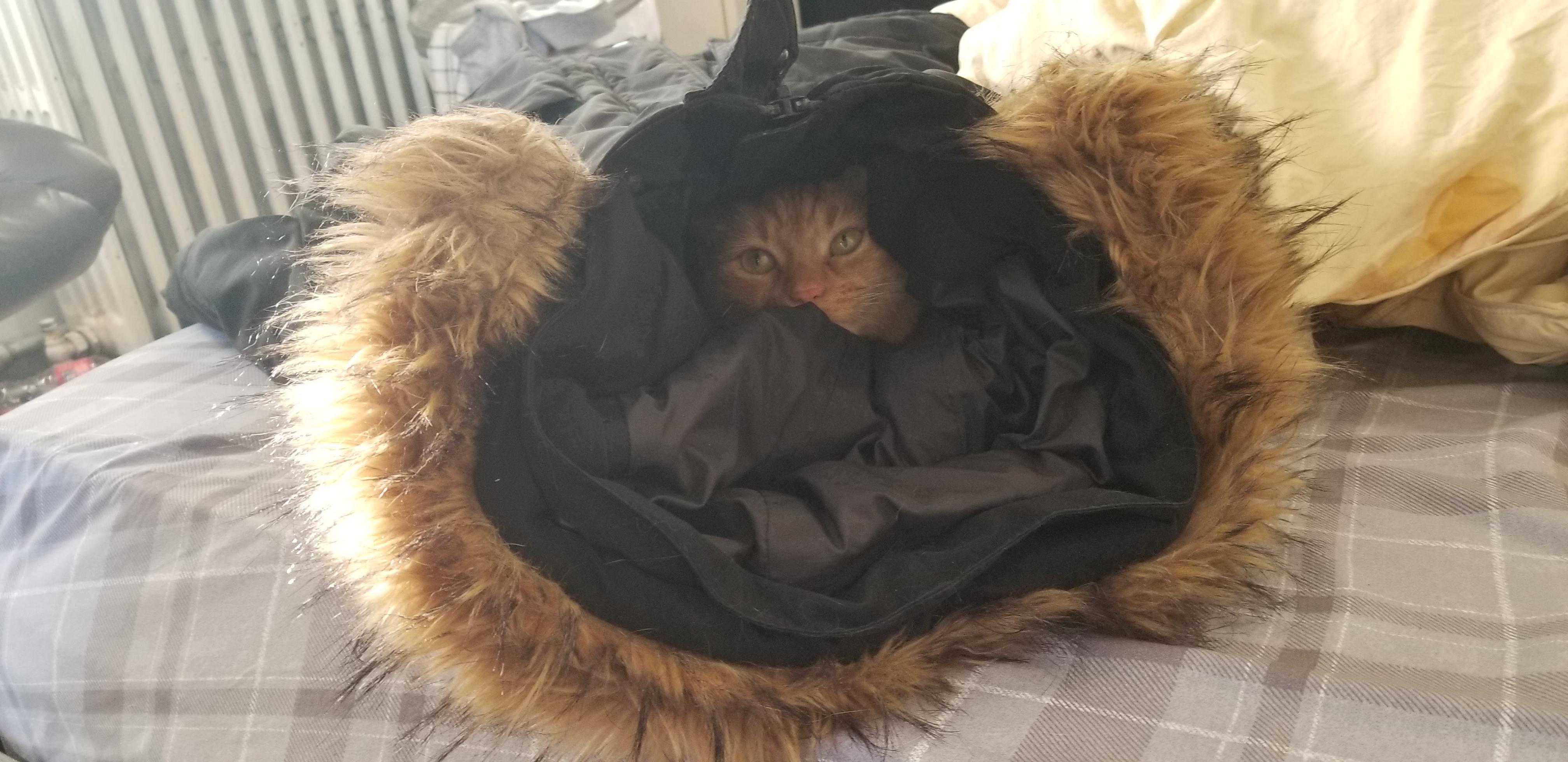 A fuzzy portal to the cat dimension. catdimension