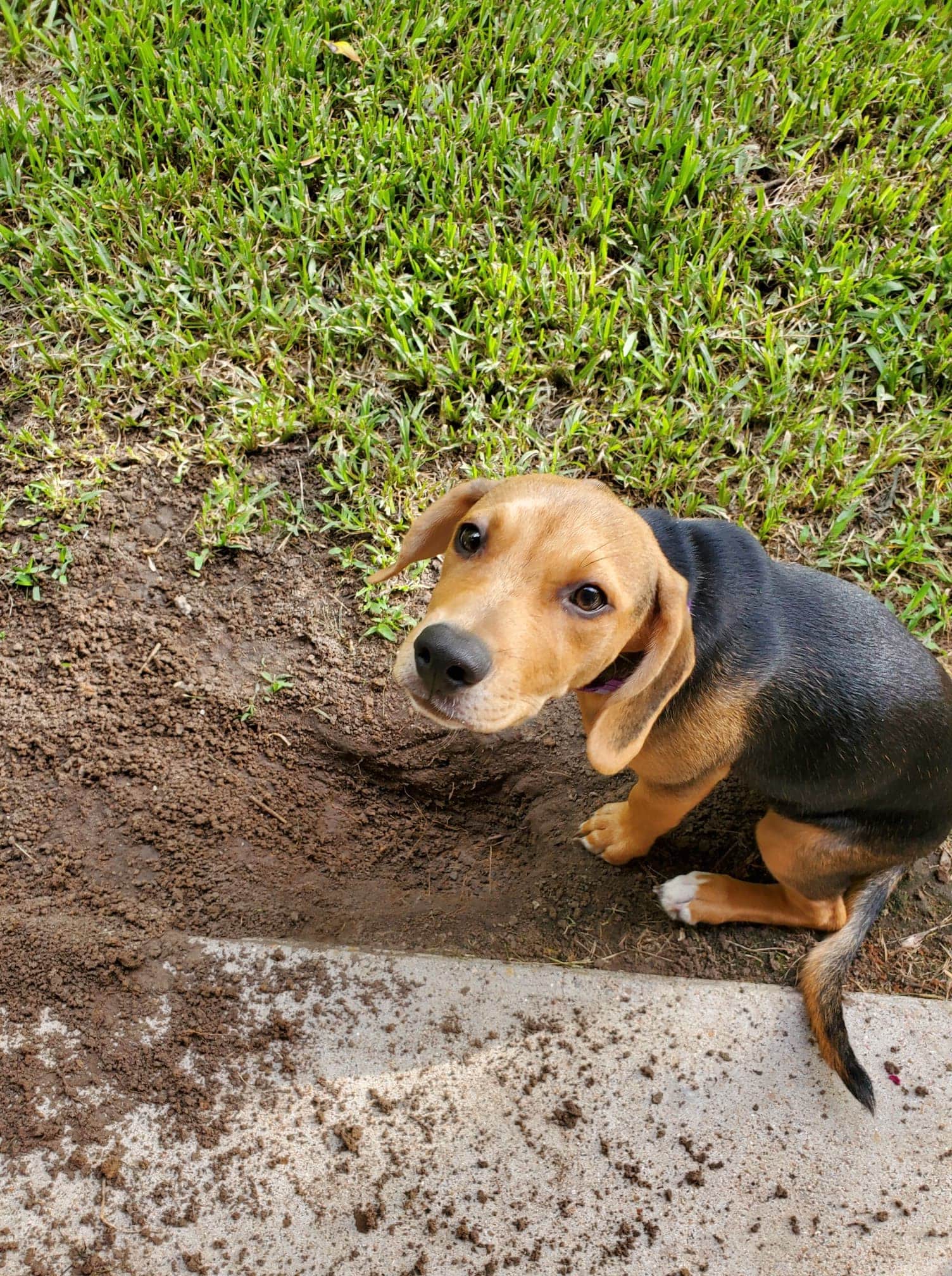 Everyone said "Beagles howl. Beagles dig" and I didn't want to believe