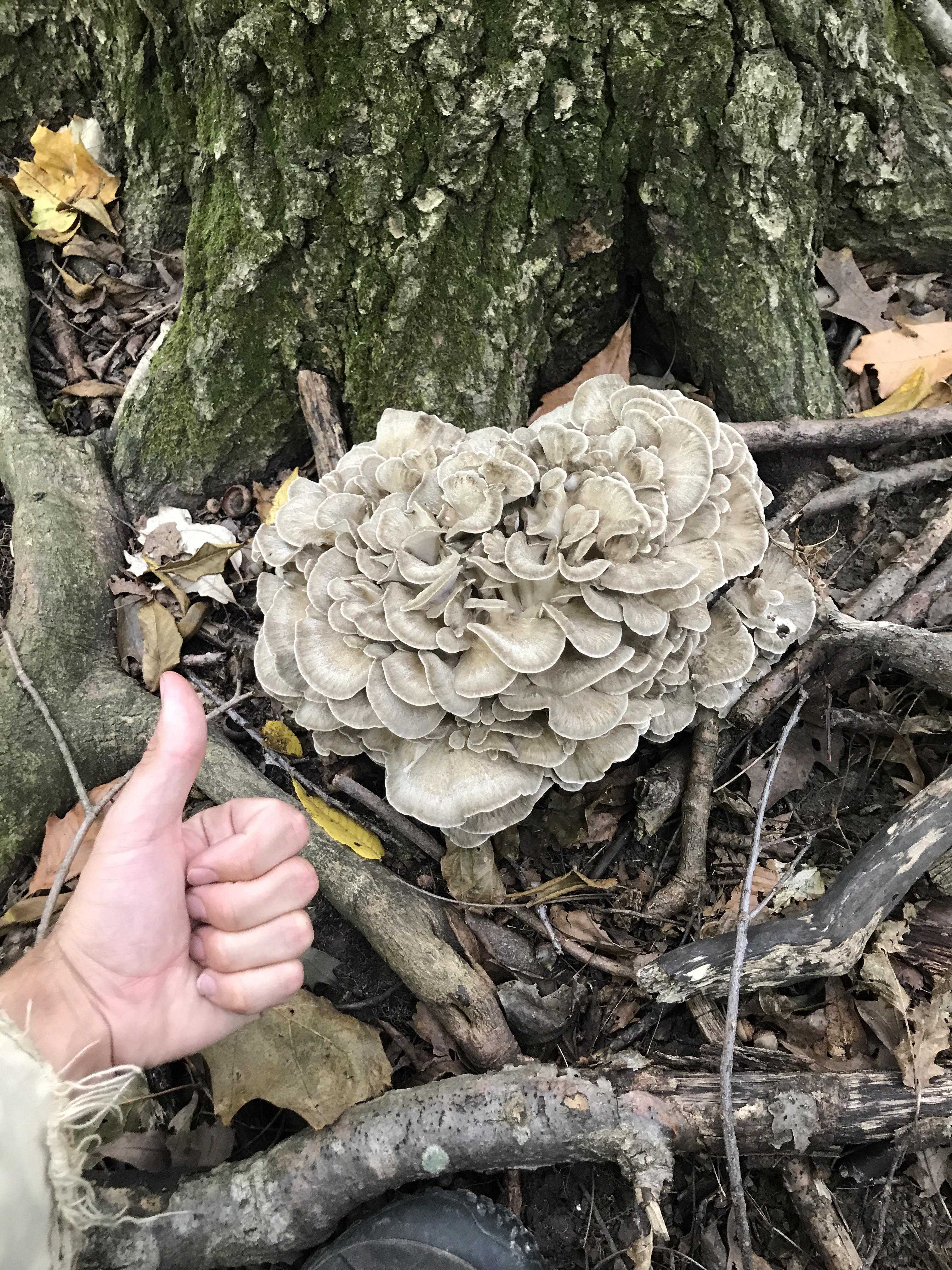 maitake master r/mycology